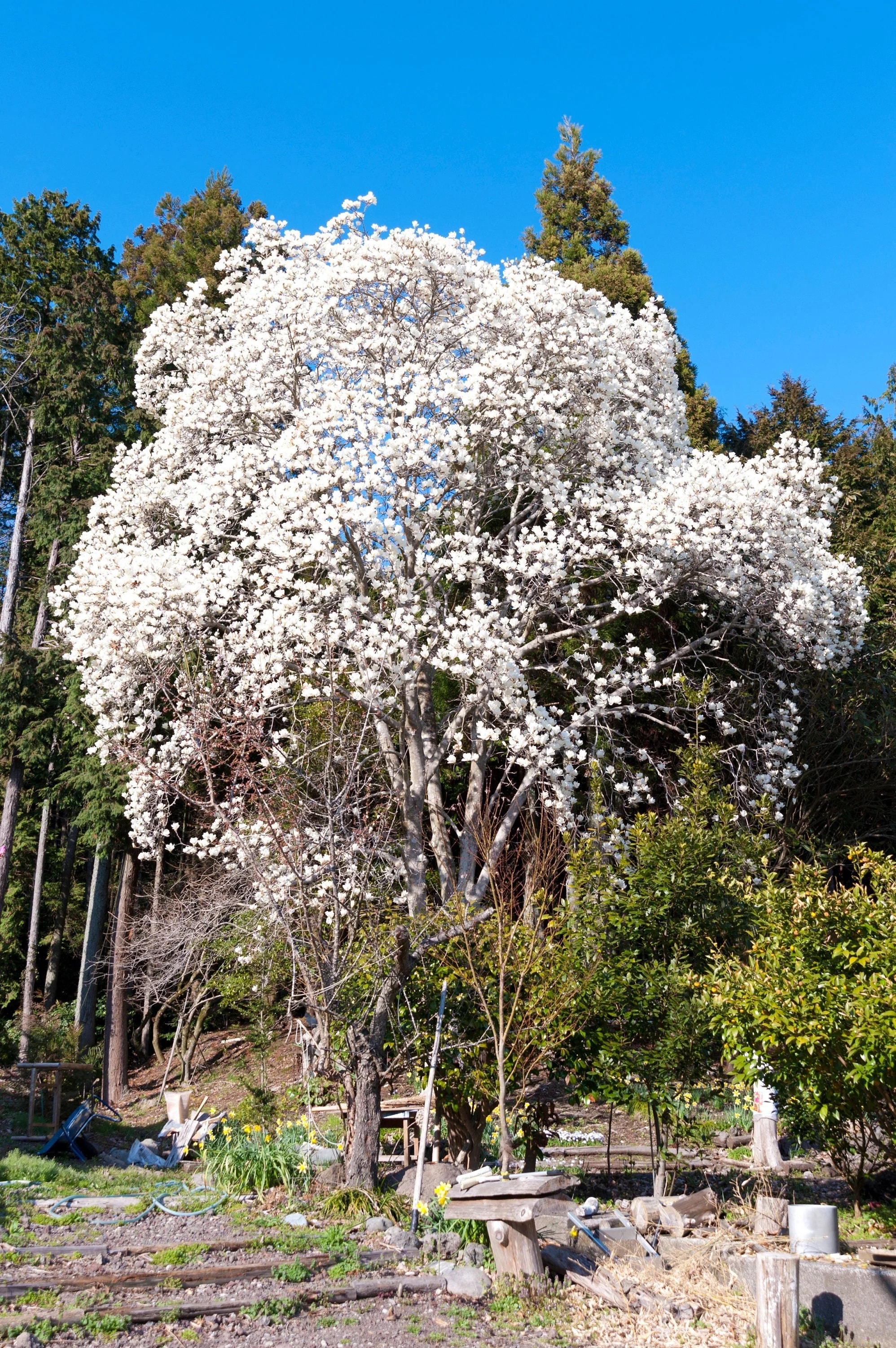 10 KOBUS MAGNOLIA TREE aka Japanese Magnolia or Kobushi - White Pink 4" Fragrant Flower Seeds - Image 10