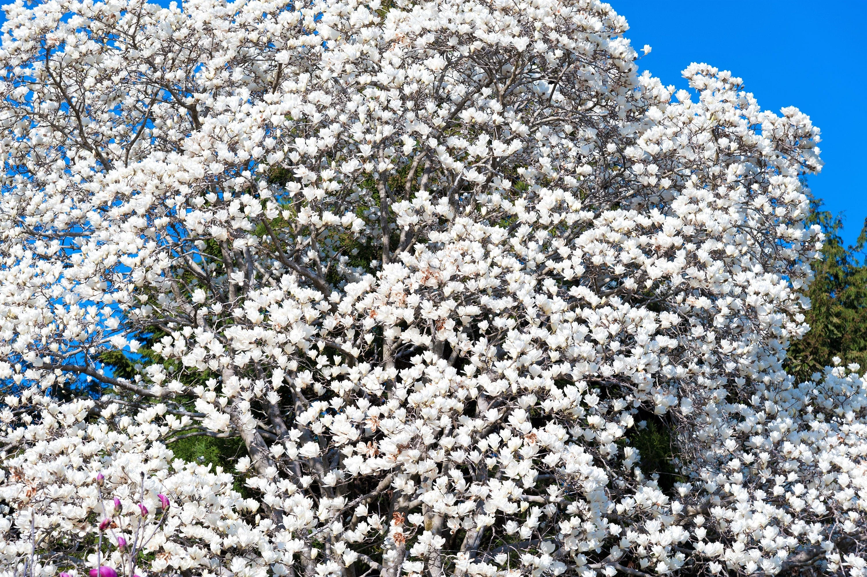 10 KOBUS MAGNOLIA TREE aka Japanese Magnolia or Kobushi - White Pink 4" Fragrant Flower Seeds - Image 2