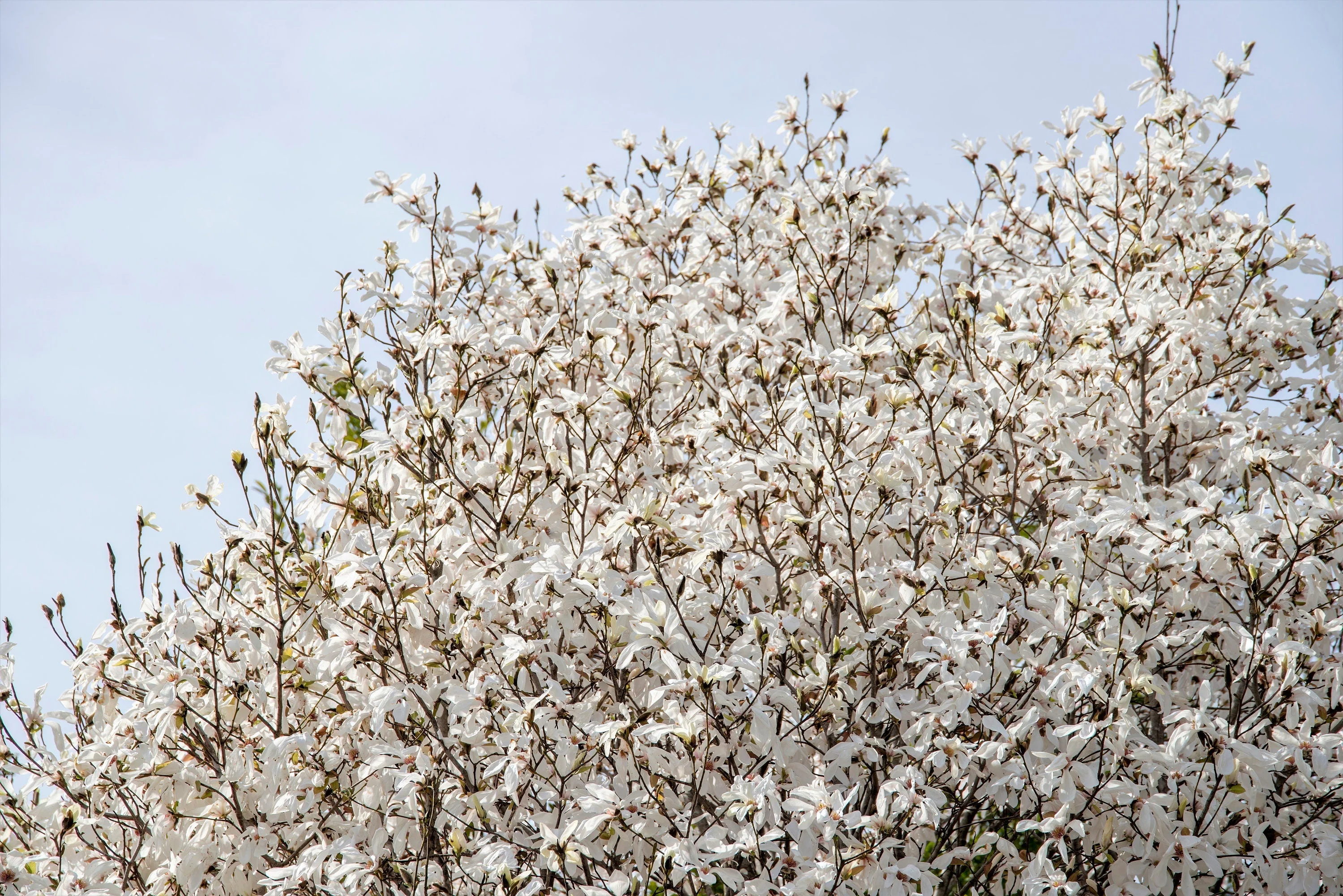 10 KOBUS MAGNOLIA TREE aka Japanese Magnolia or Kobushi - White Pink 4" Fragrant Flower Seeds - Image 3