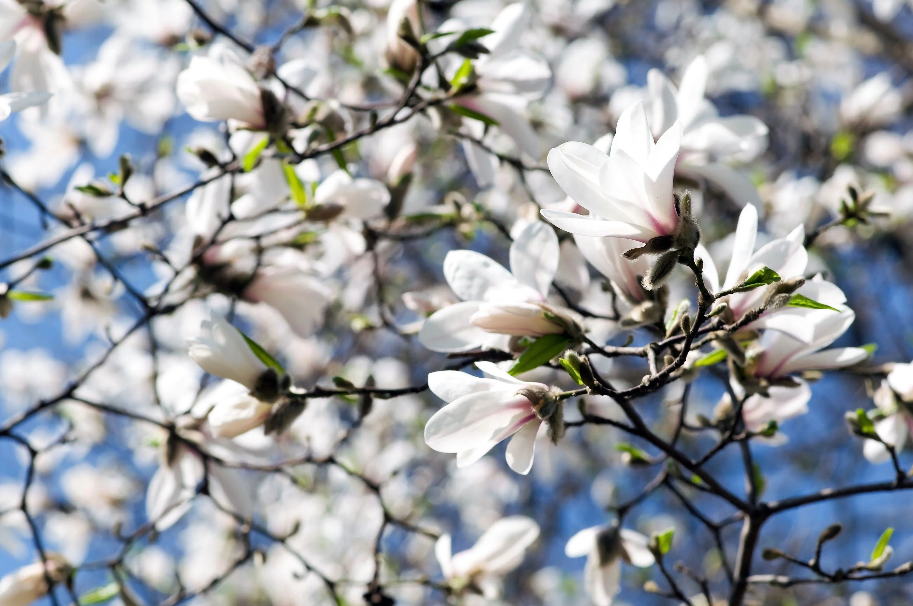 10 KOBUS MAGNOLIA TREE aka Japanese Magnolia or Kobushi - White Pink 4" Fragrant Flower Seeds - Image 4
