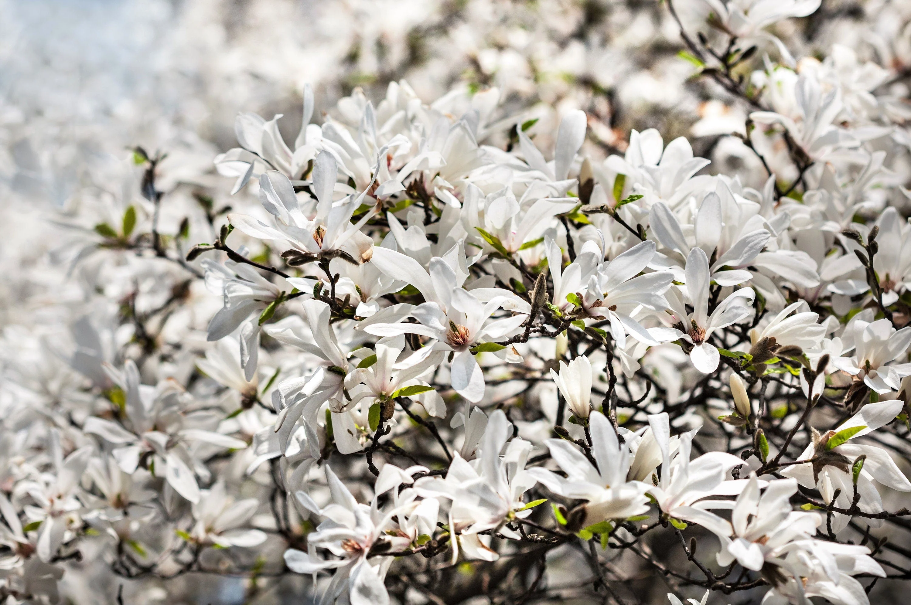 10 KOBUS MAGNOLIA TREE aka Japanese Magnolia or Kobushi - White Pink 4" Fragrant Flower Seeds - Image 5