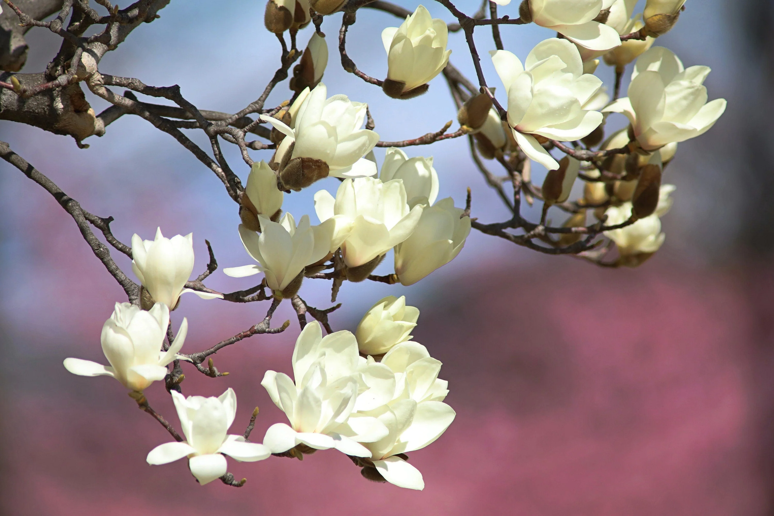10 KOBUS MAGNOLIA TREE aka Japanese Magnolia or Kobushi - White Pink 4" Fragrant Flower Seeds - Image 6