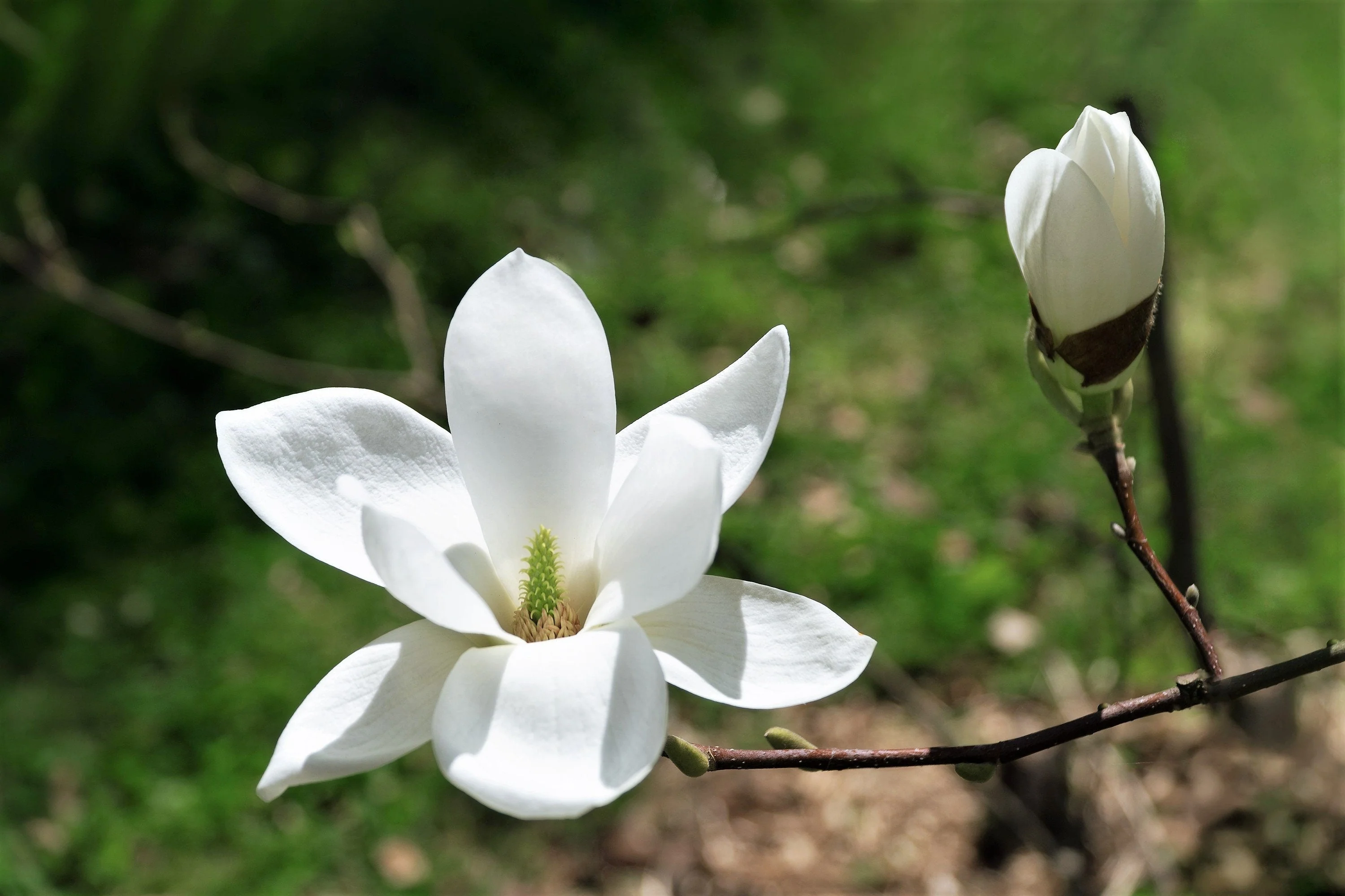 10 KOBUS MAGNOLIA TREE aka Japanese Magnolia or Kobushi - White Pink 4" Fragrant Flower Seeds - Image 8