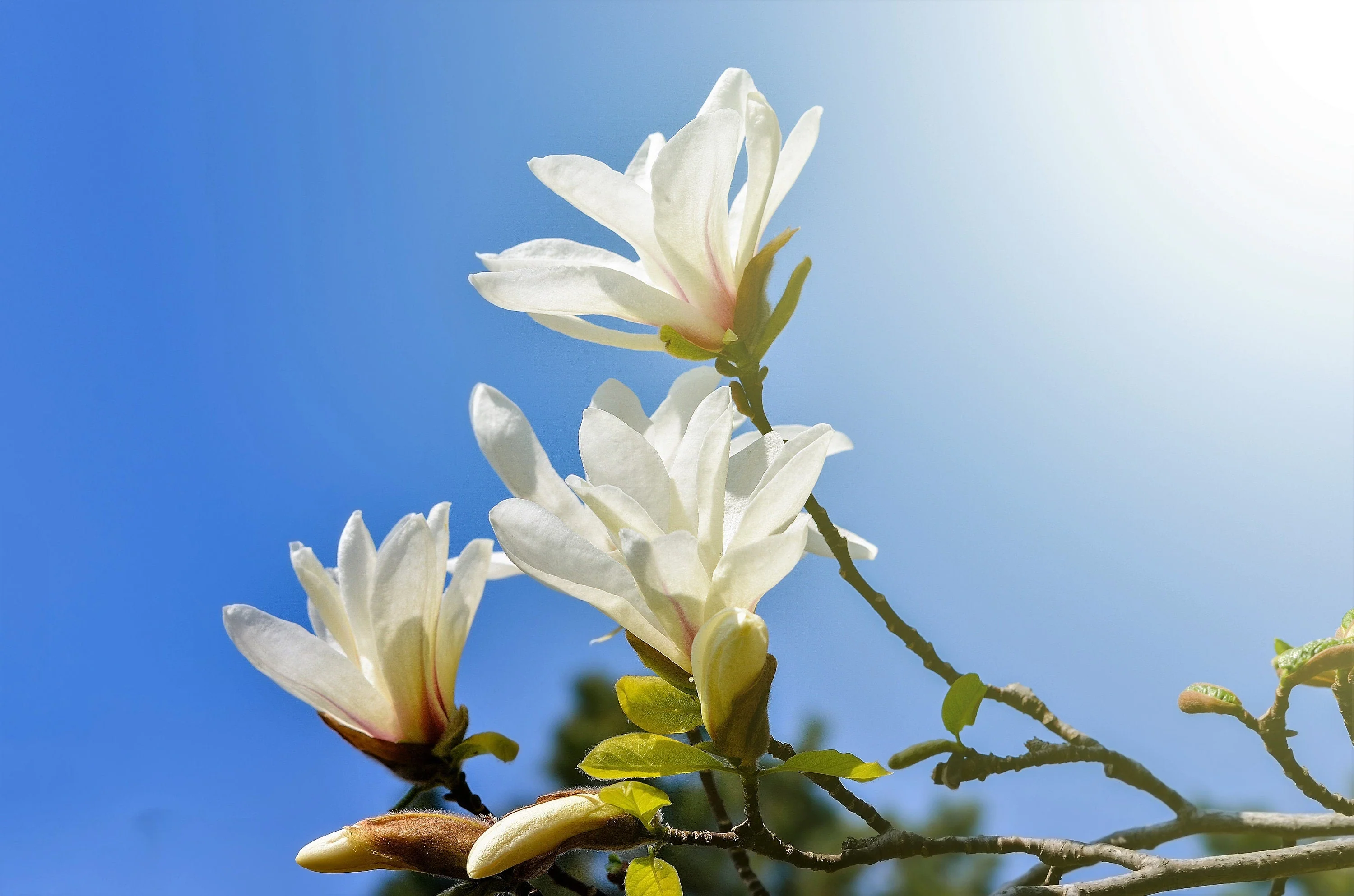 10 KOBUS MAGNOLIA TREE aka Japanese Magnolia or Kobushi - White Pink 4" Fragrant Flower Seeds - Image 9
