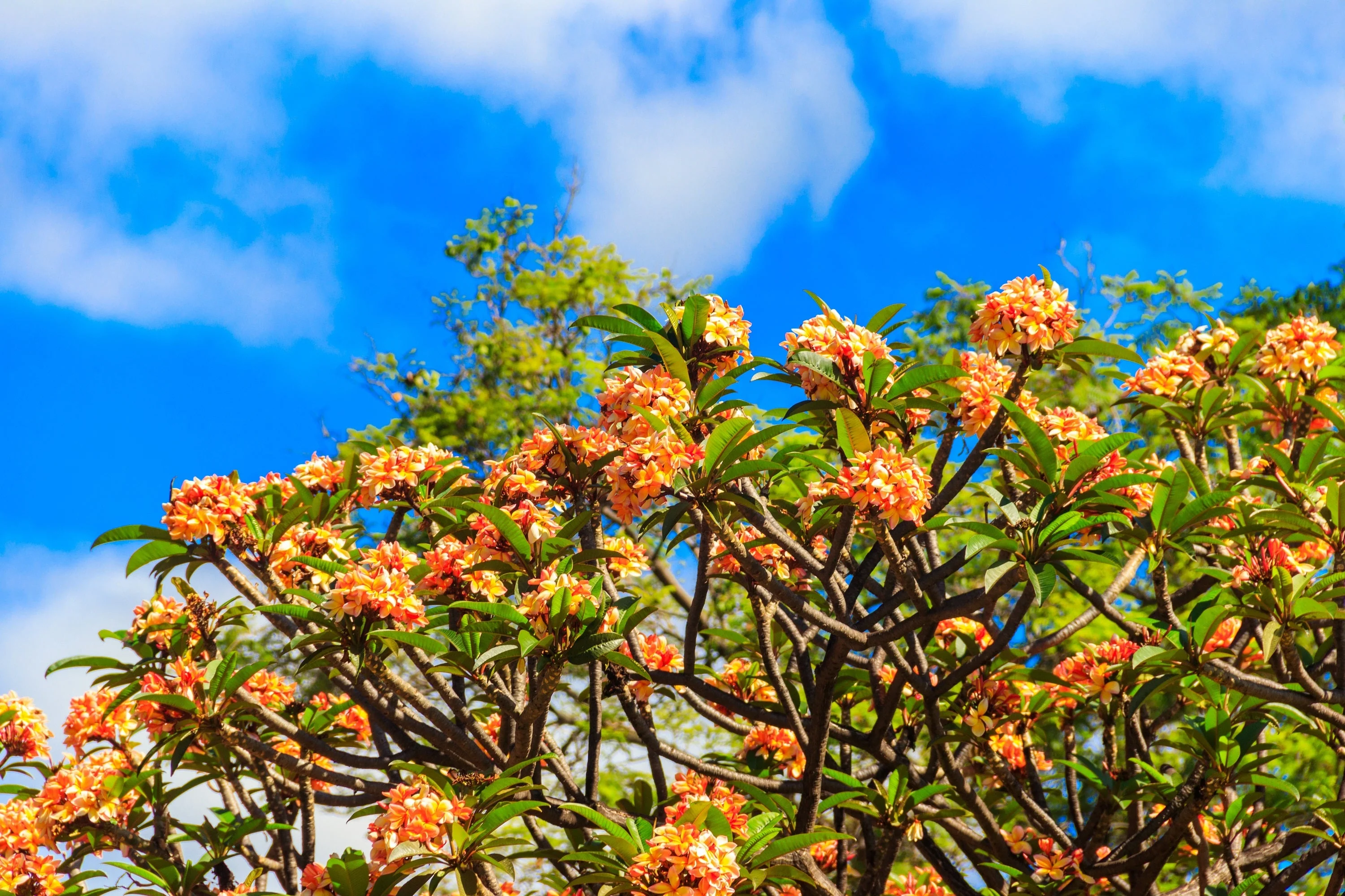 10 MIXED COLORS PLUMERIA Seeds - Lei Flower Frangipani Mix Fragrant Shrub Small Tree Pink Red Yellow White Peach Two Tone - Image 10