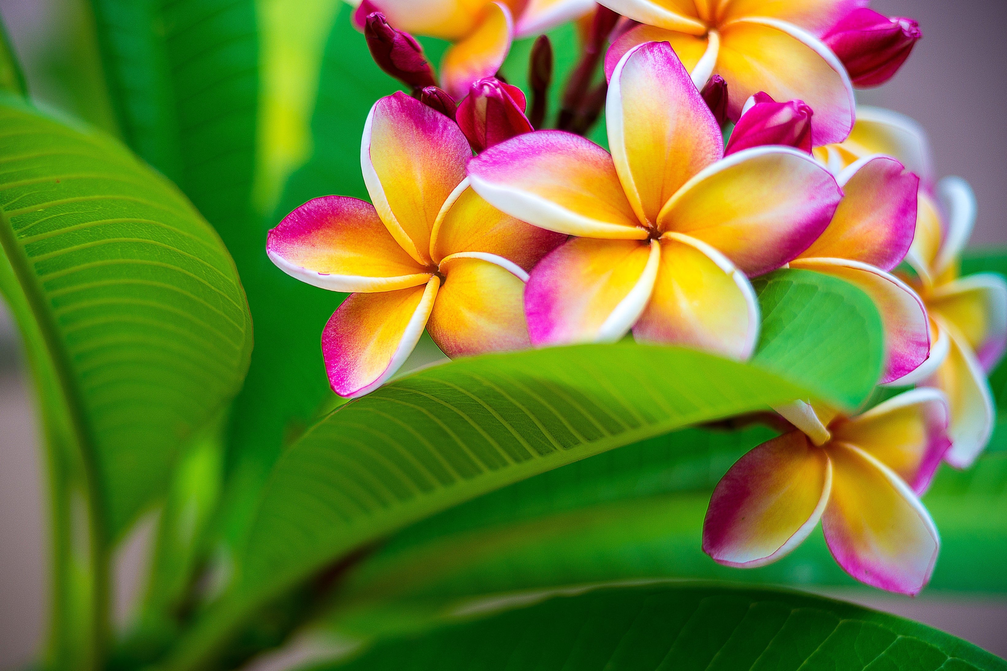 10 MIXED COLORS PLUMERIA Seeds - Lei Flower Frangipani Mix Fragrant Shrub Small Tree Pink Red Yellow White Peach Two Tone - Image 11