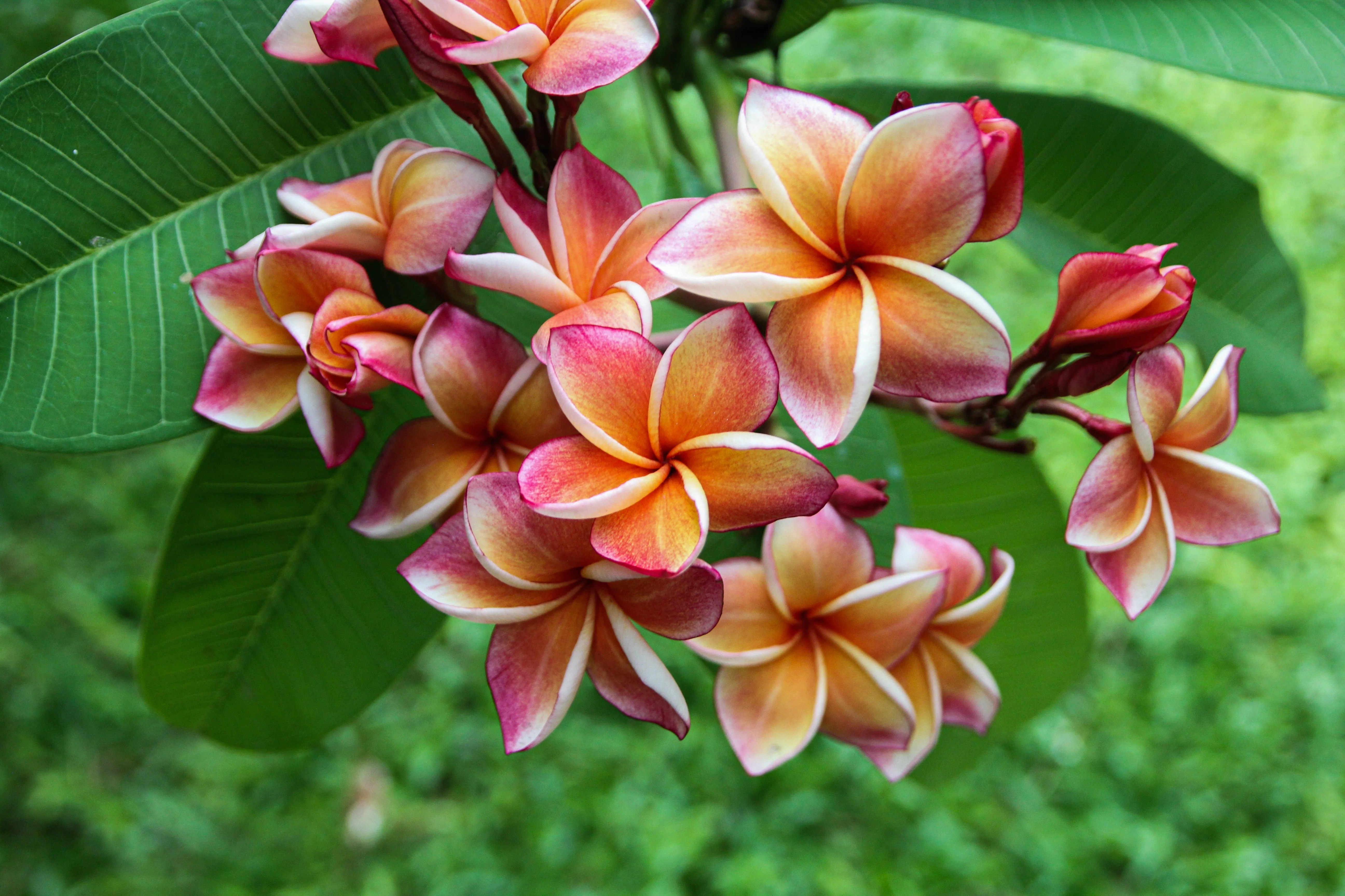 10 MIXED COLORS PLUMERIA Seeds - Lei Flower Frangipani Mix Fragrant Shrub Small Tree Pink Red Yellow White Peach Two Tone - Image 12