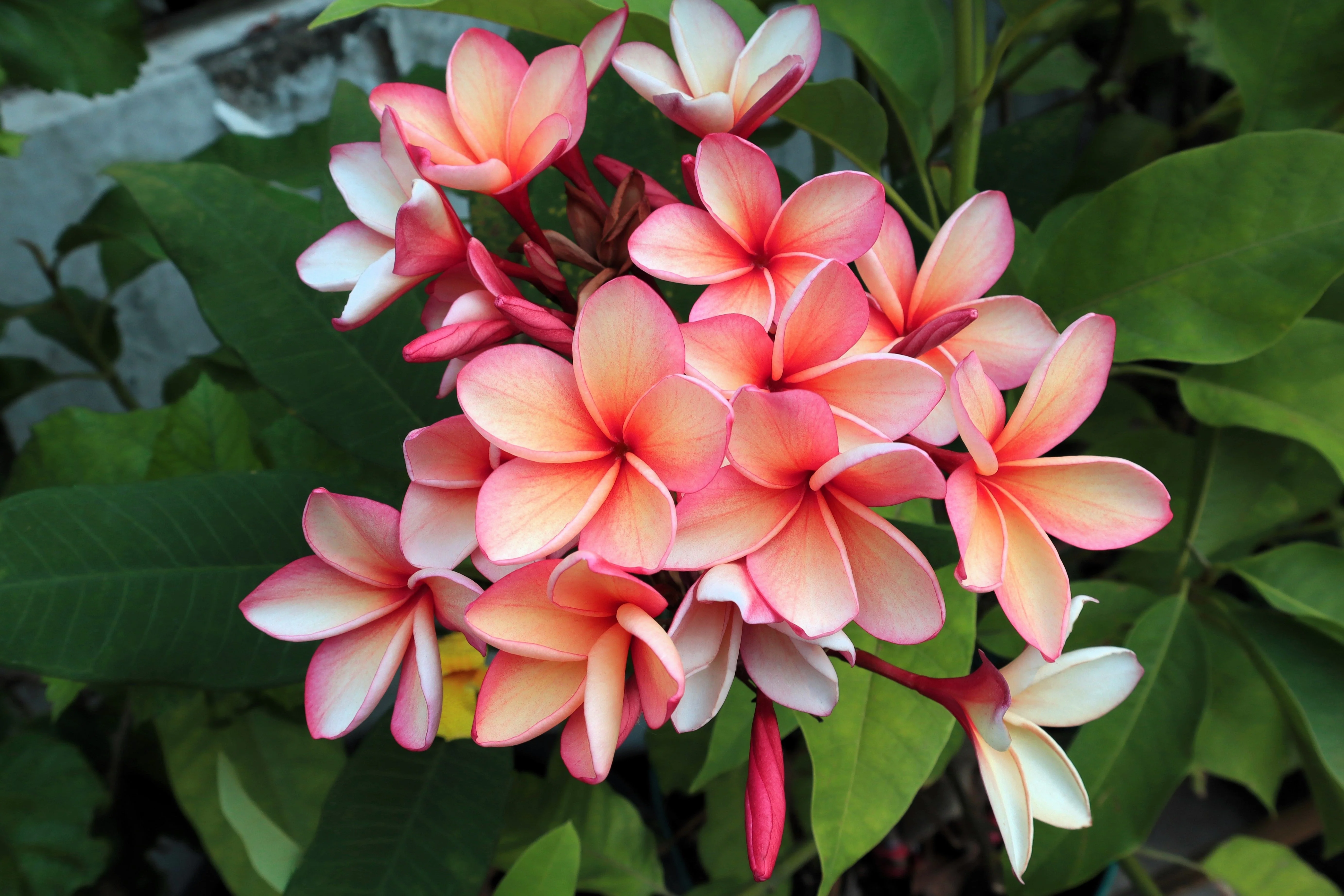 10 MIXED COLORS PLUMERIA Seeds - Lei Flower Frangipani Mix Fragrant Shrub Small Tree Pink Red Yellow White Peach Two Tone - Image 13
