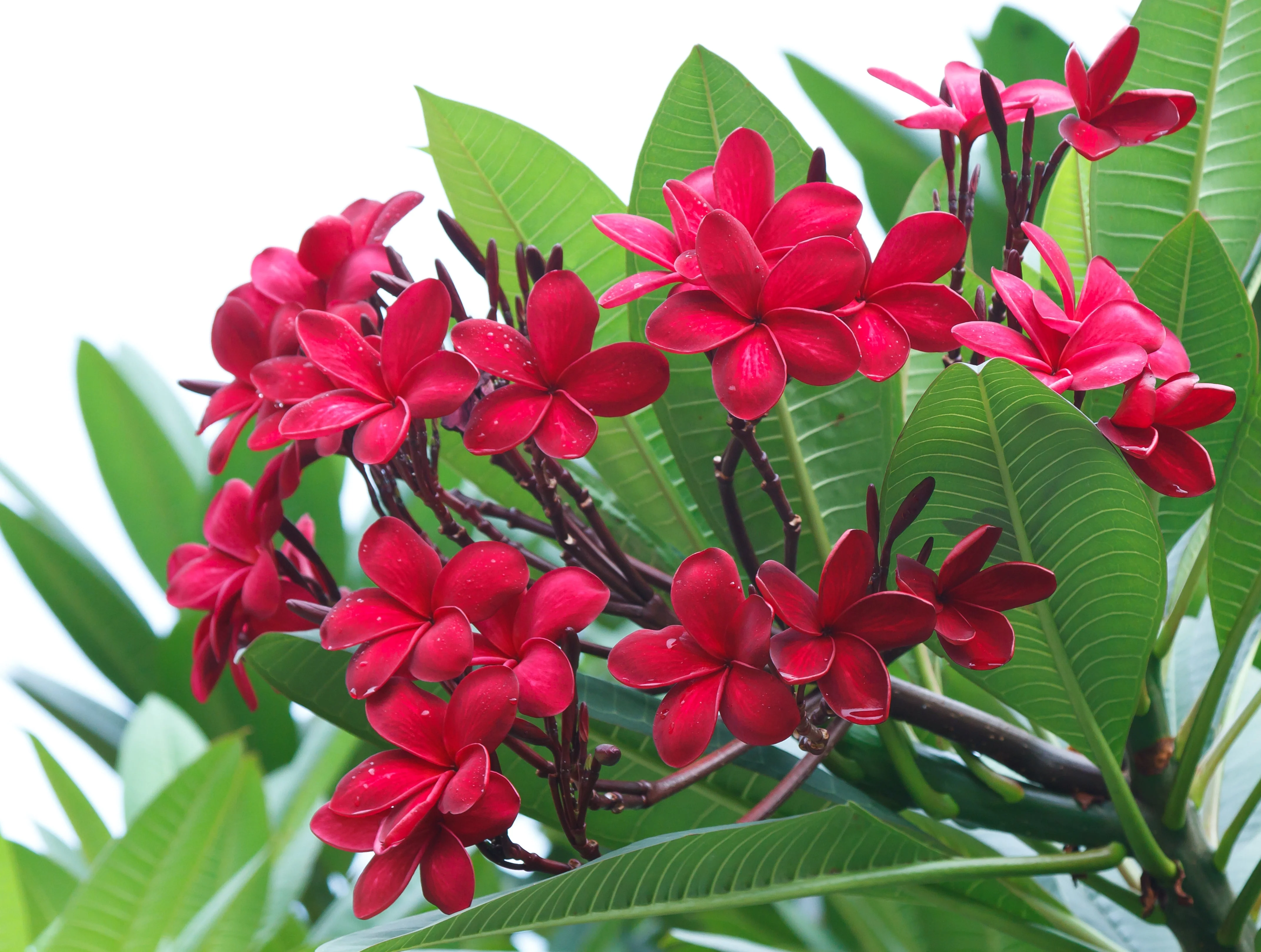 10 MIXED COLORS PLUMERIA Seeds - Lei Flower Frangipani Mix Fragrant Shrub Small Tree Pink Red Yellow White Peach Two Tone - Image 14