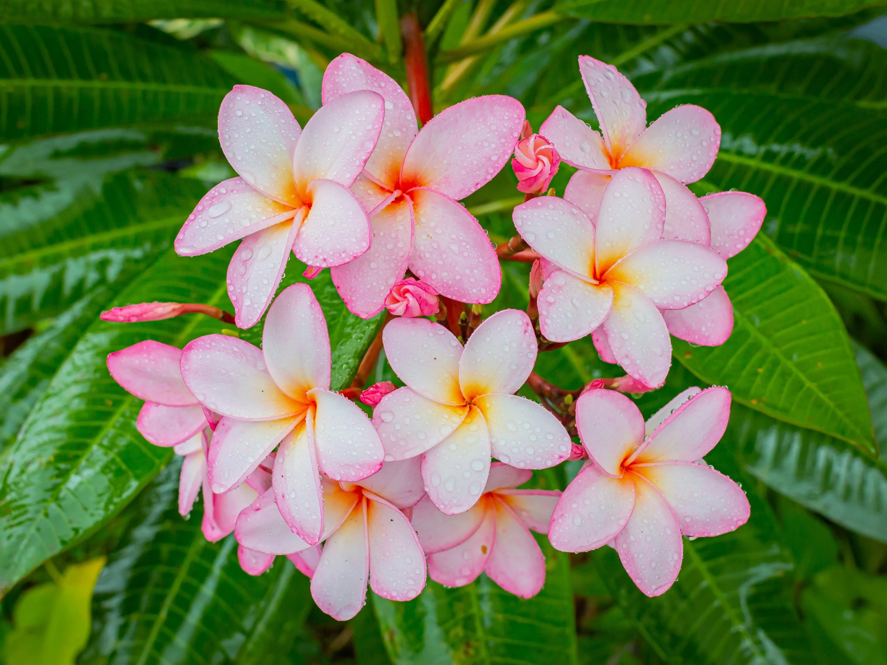 10 MIXED COLORS PLUMERIA Seeds - Lei Flower Frangipani Mix Fragrant Shrub Small Tree Pink Red Yellow White Peach Two Tone - Image 15