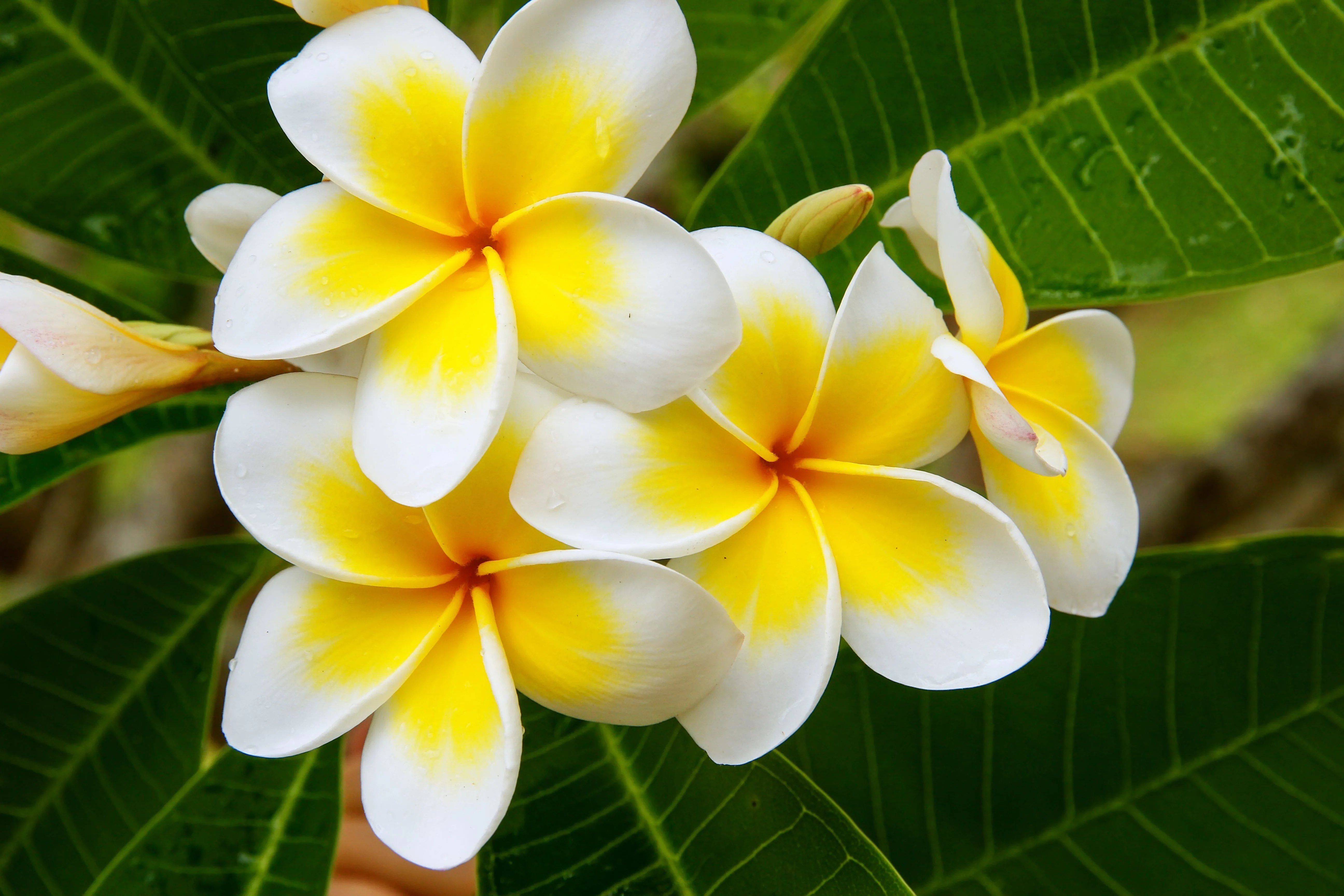10 MIXED COLORS PLUMERIA Seeds - Lei Flower Frangipani Mix Fragrant Shrub Small Tree Pink Red Yellow White Peach Two Tone - Image 16