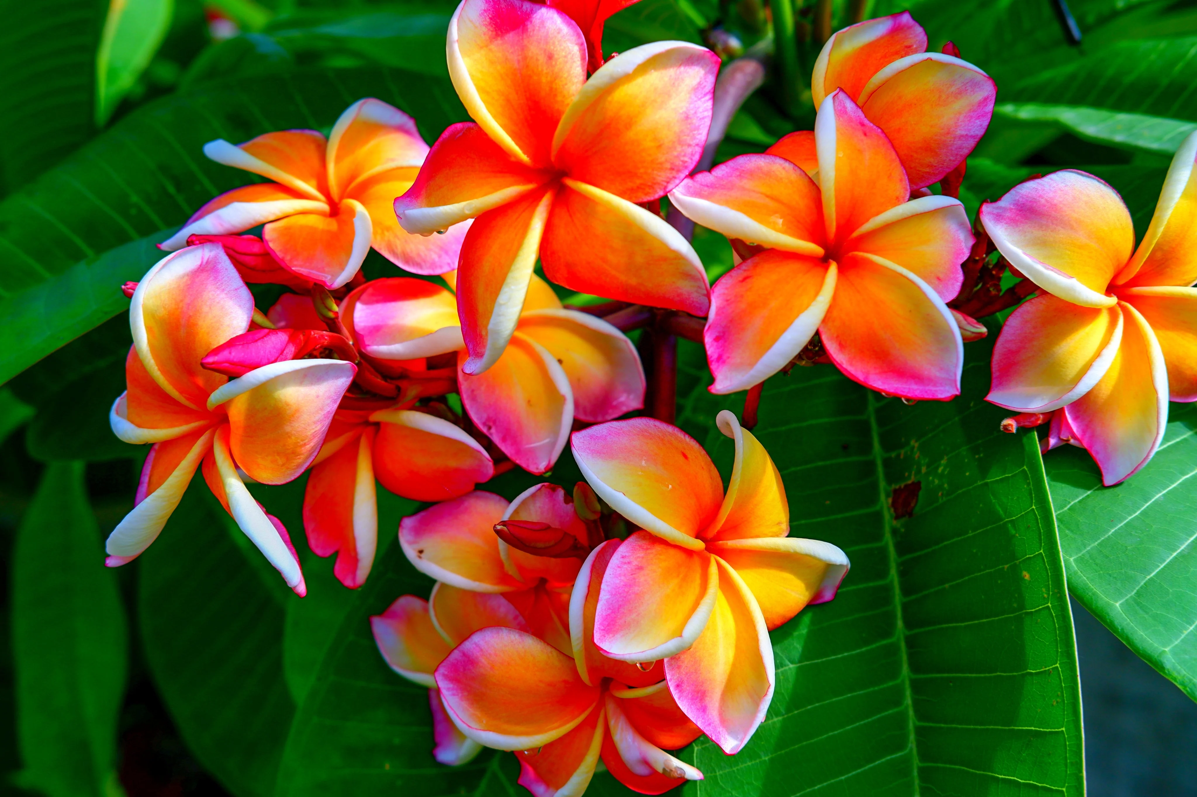 10 MIXED COLORS PLUMERIA Seeds - Lei Flower Frangipani Mix Fragrant Shrub Small Tree Pink Red Yellow White Peach Two Tone - Image 17