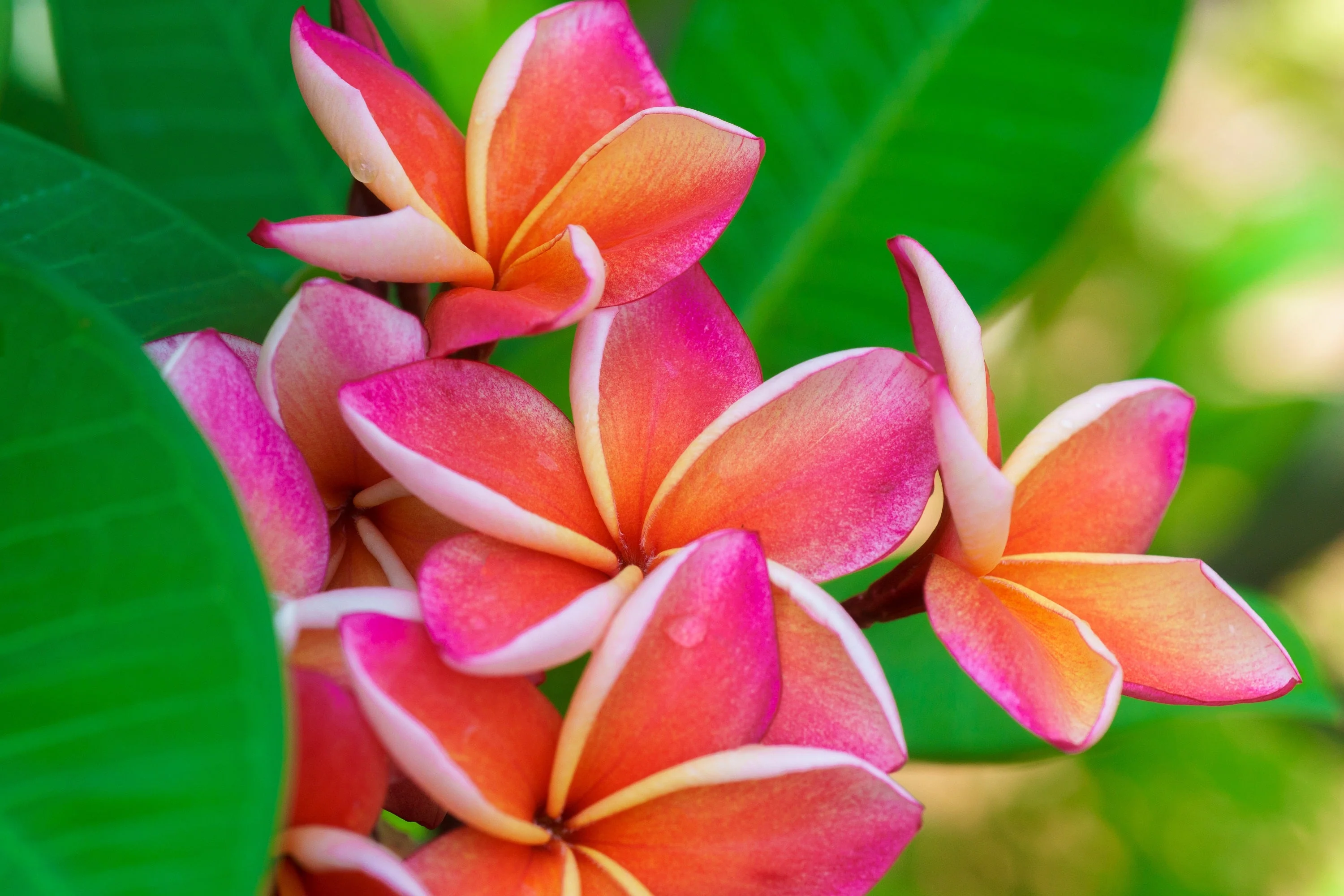 10 MIXED COLORS PLUMERIA Seeds - Lei Flower Frangipani Mix Fragrant Shrub Small Tree Pink Red Yellow White Peach Two Tone - Image 2