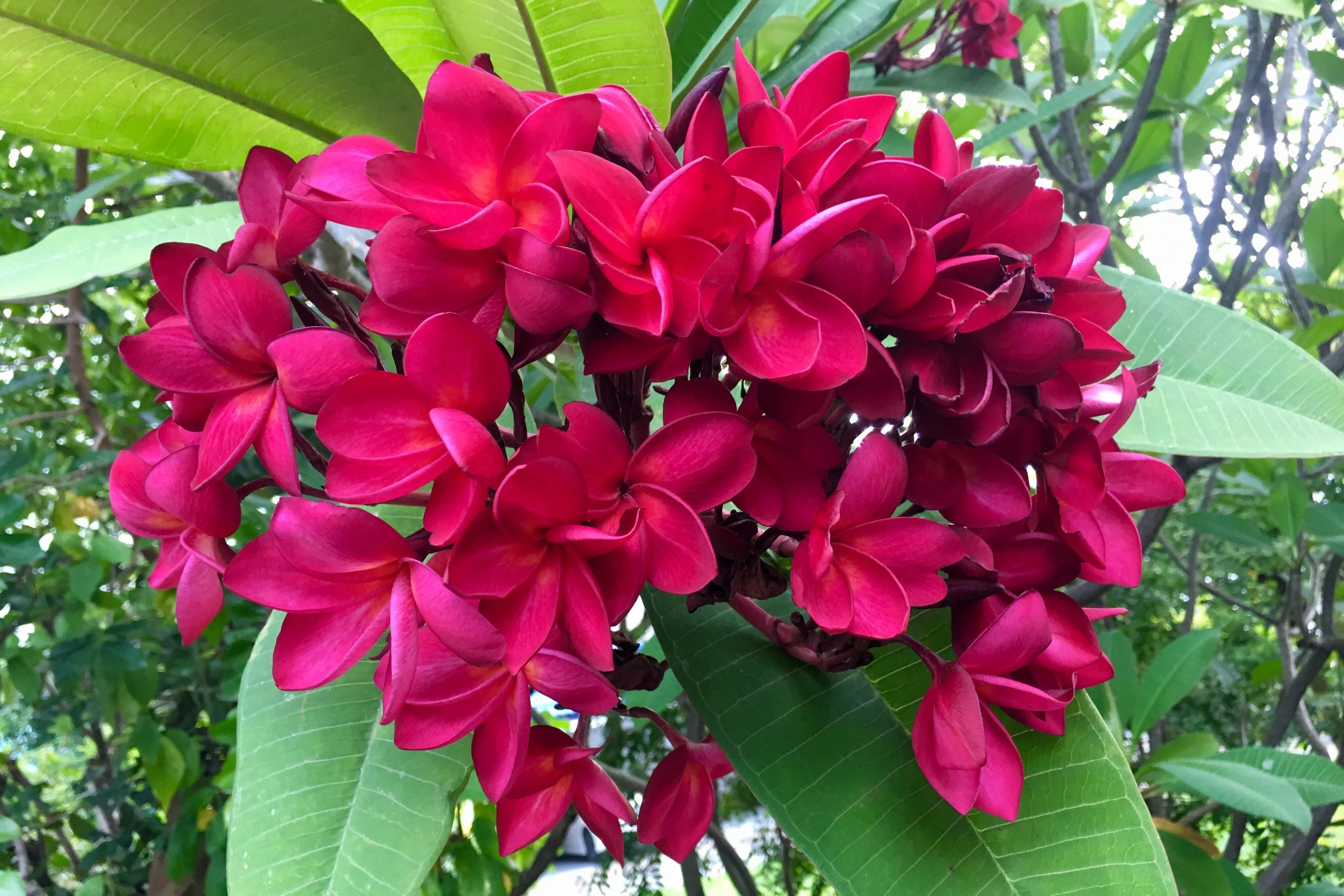 10 MIXED COLORS PLUMERIA Seeds - Lei Flower Frangipani Mix Fragrant Shrub Small Tree Pink Red Yellow White Peach Two Tone - Image 3