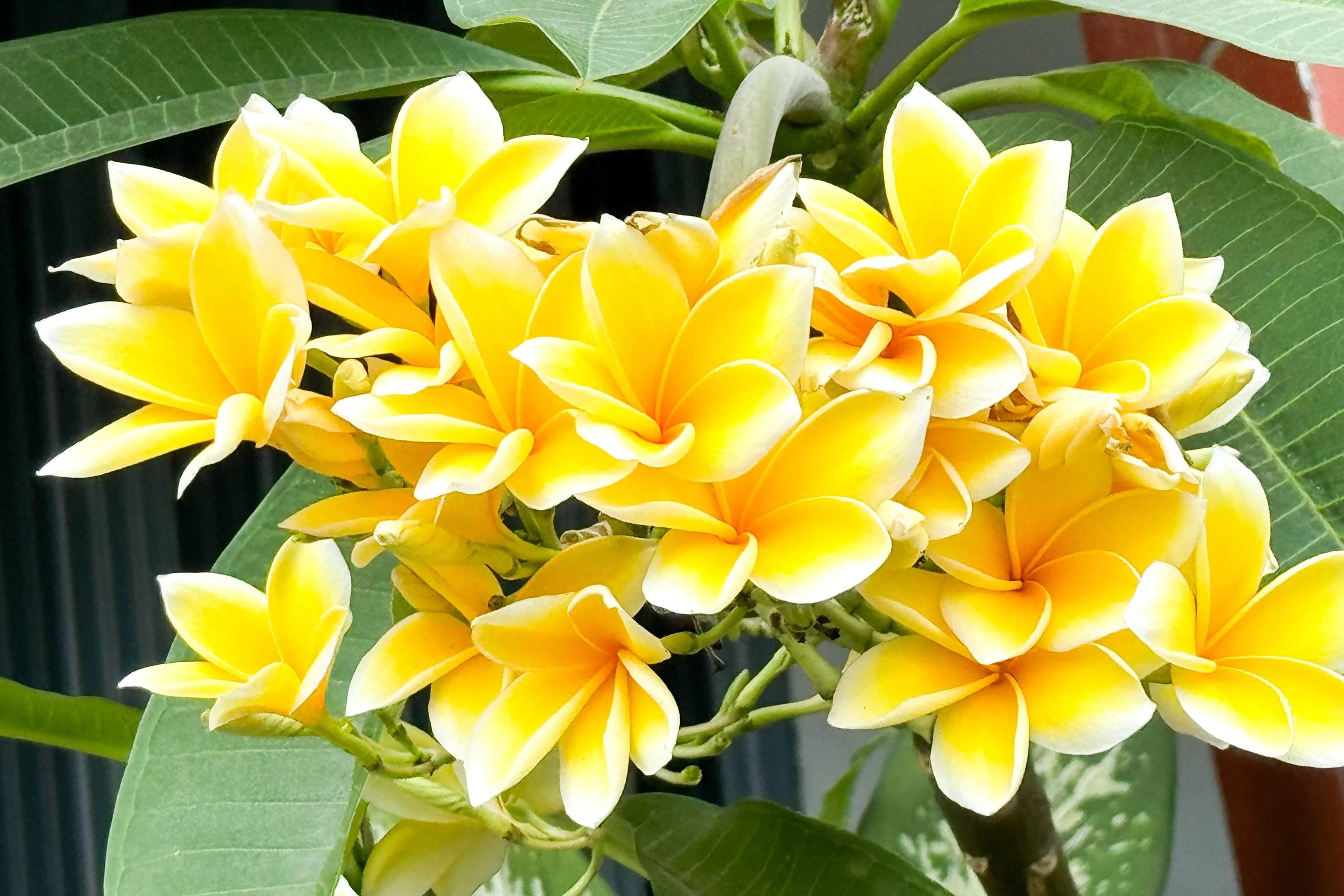 10 MIXED COLORS PLUMERIA Seeds - Lei Flower Frangipani Mix Fragrant Shrub Small Tree Pink Red Yellow White Peach Two Tone - Image 4