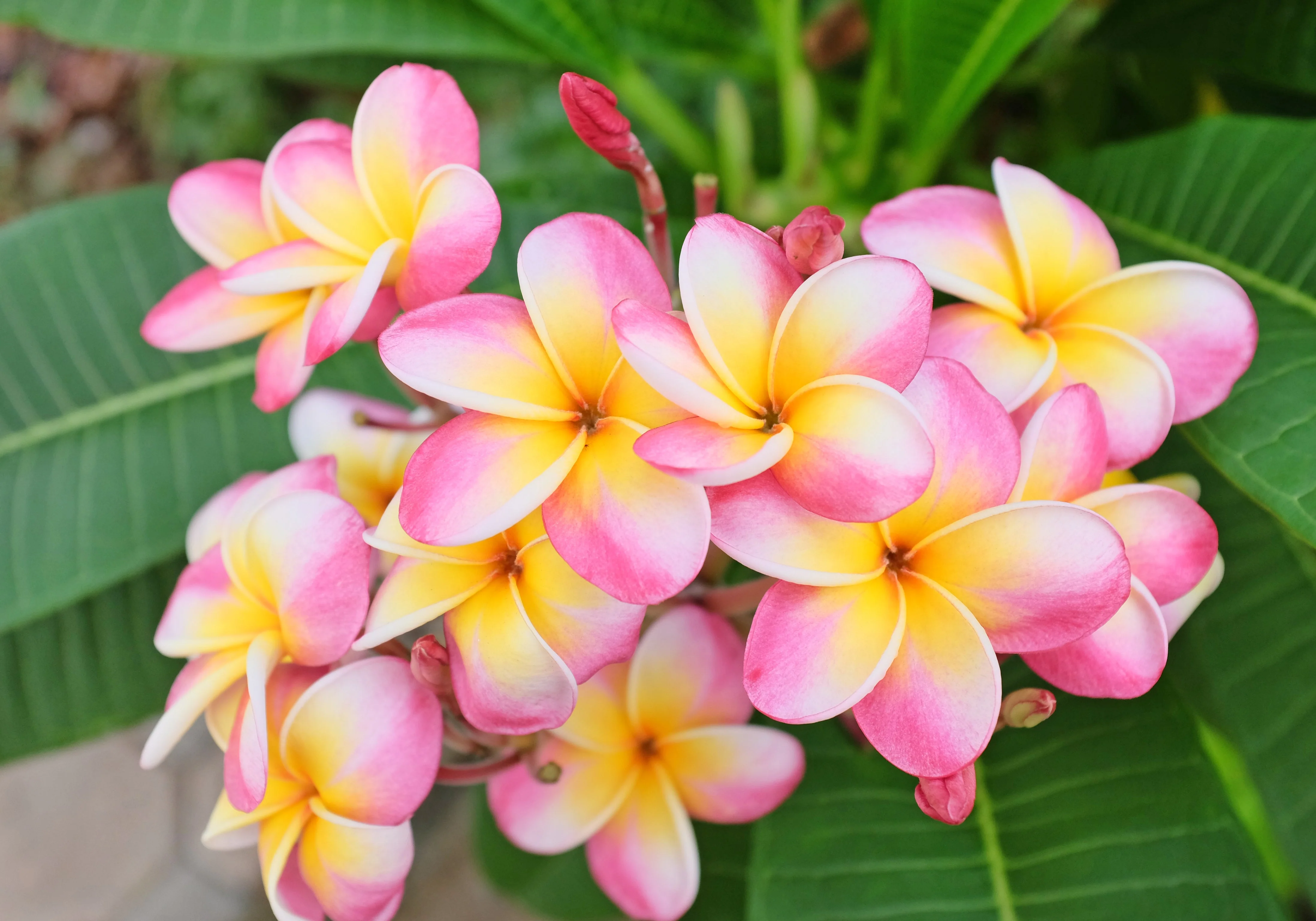 10 MIXED COLORS PLUMERIA Seeds - Lei Flower Frangipani Mix Fragrant Shrub Small Tree Pink Red Yellow White Peach Two Tone - Image 5