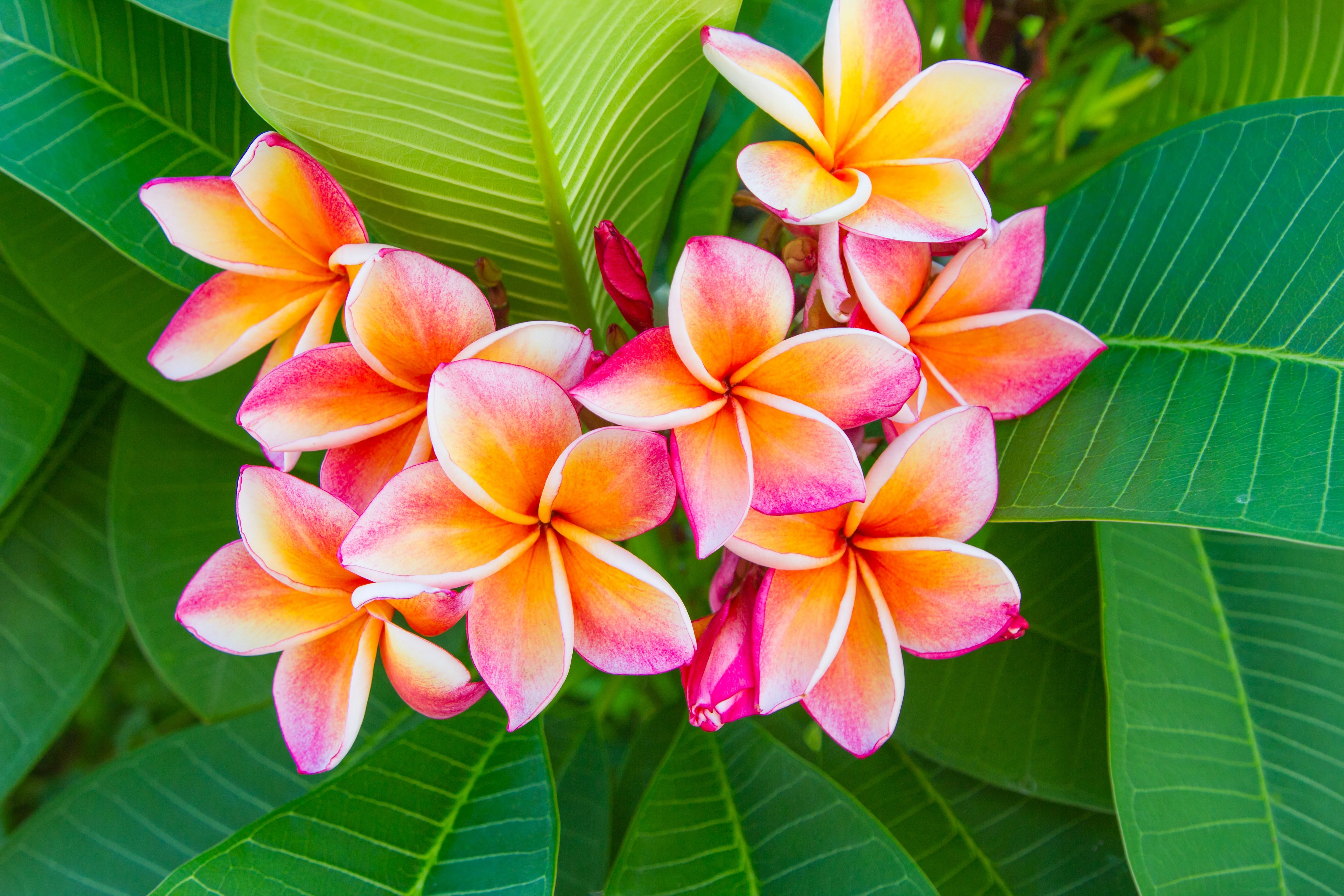10 MIXED COLORS PLUMERIA Seeds - Lei Flower Frangipani Mix Fragrant Shrub Small Tree Pink Red Yellow White Peach Two Tone - Image 6