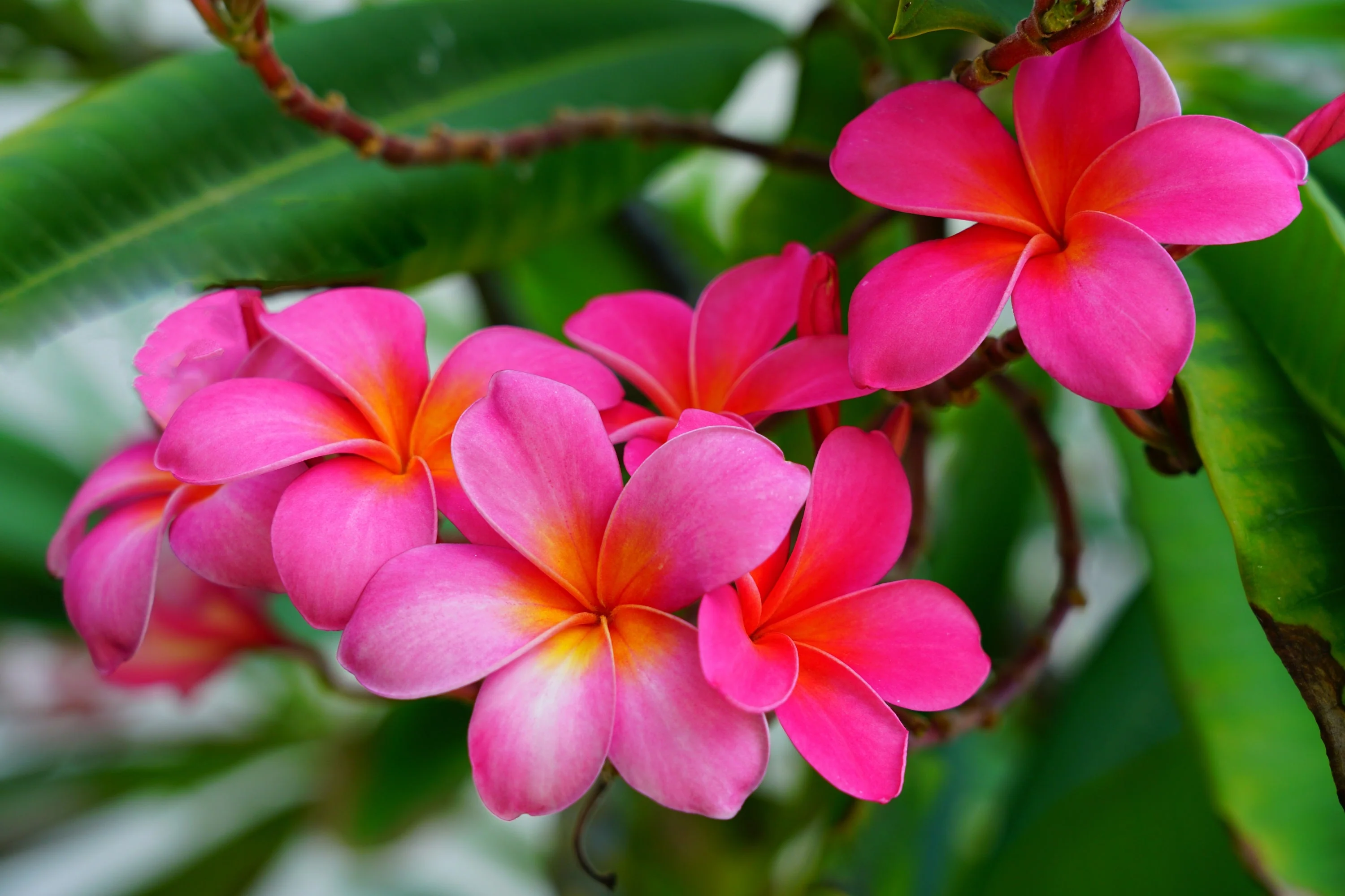 10 MIXED COLORS PLUMERIA Seeds - Lei Flower Frangipani Mix Fragrant Shrub Small Tree Pink Red Yellow White Peach Two Tone - Image 7