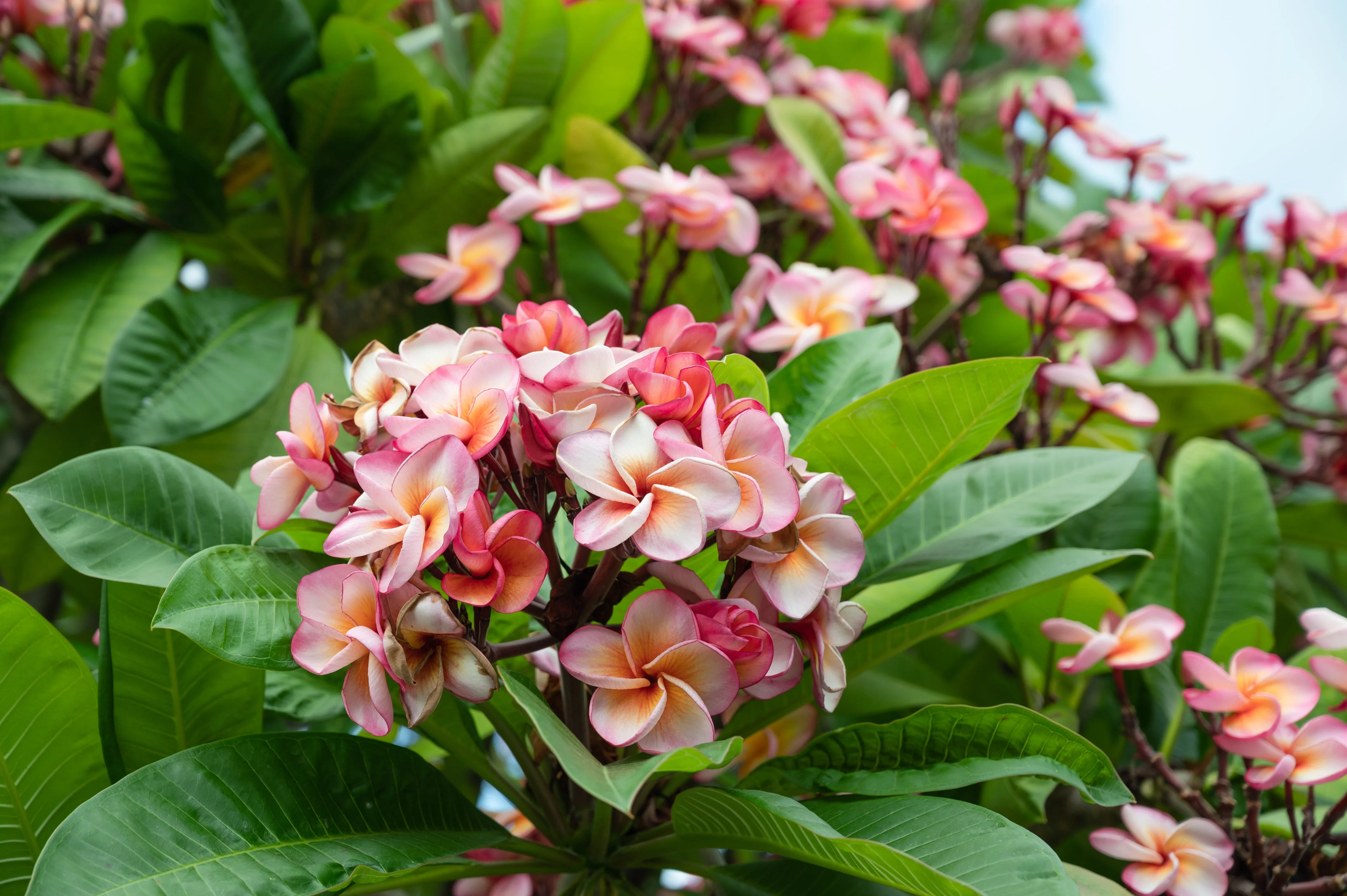 10 MIXED COLORS PLUMERIA Seeds - Lei Flower Frangipani Mix Fragrant Shrub Small Tree Pink Red Yellow White Peach Two Tone - Image 8