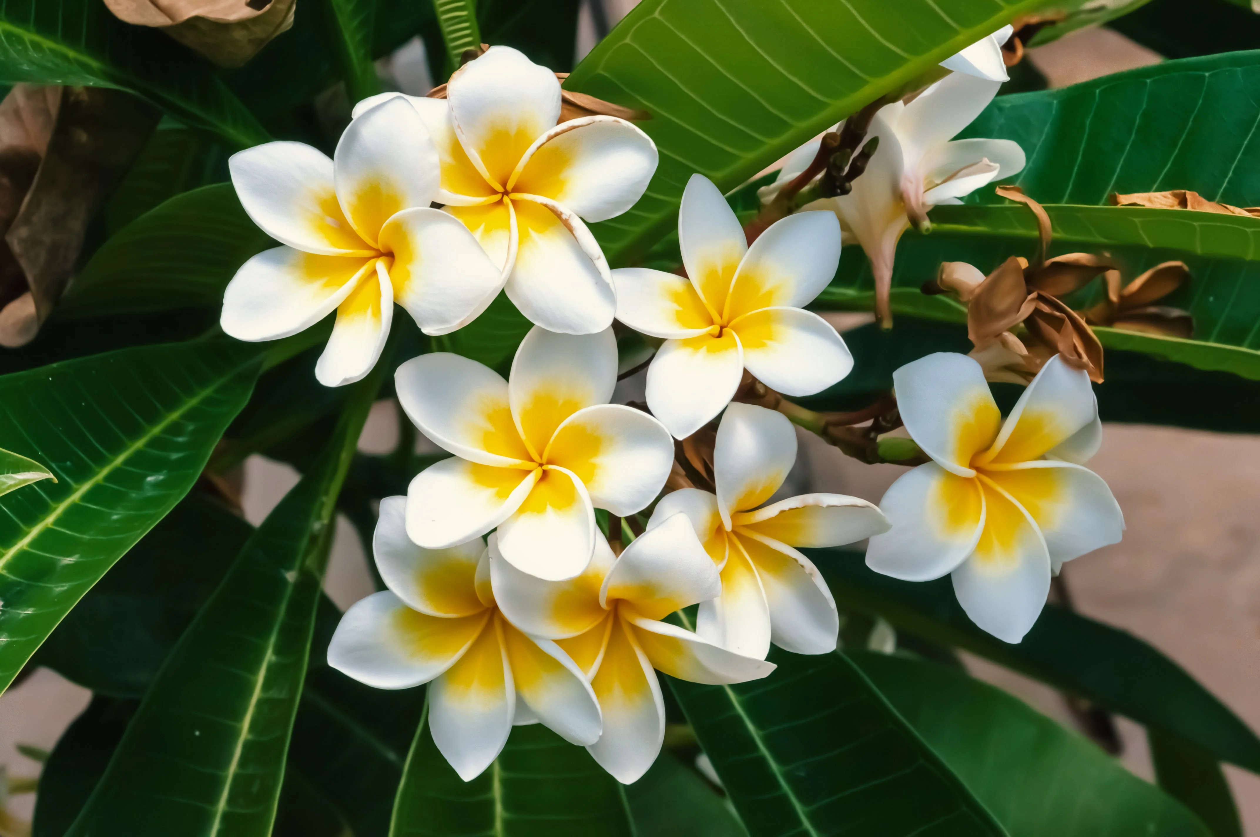 10 MIXED COLORS PLUMERIA Seeds - Lei Flower Frangipani Mix Fragrant Shrub Small Tree Pink Red Yellow White Peach Two Tone - Image 9