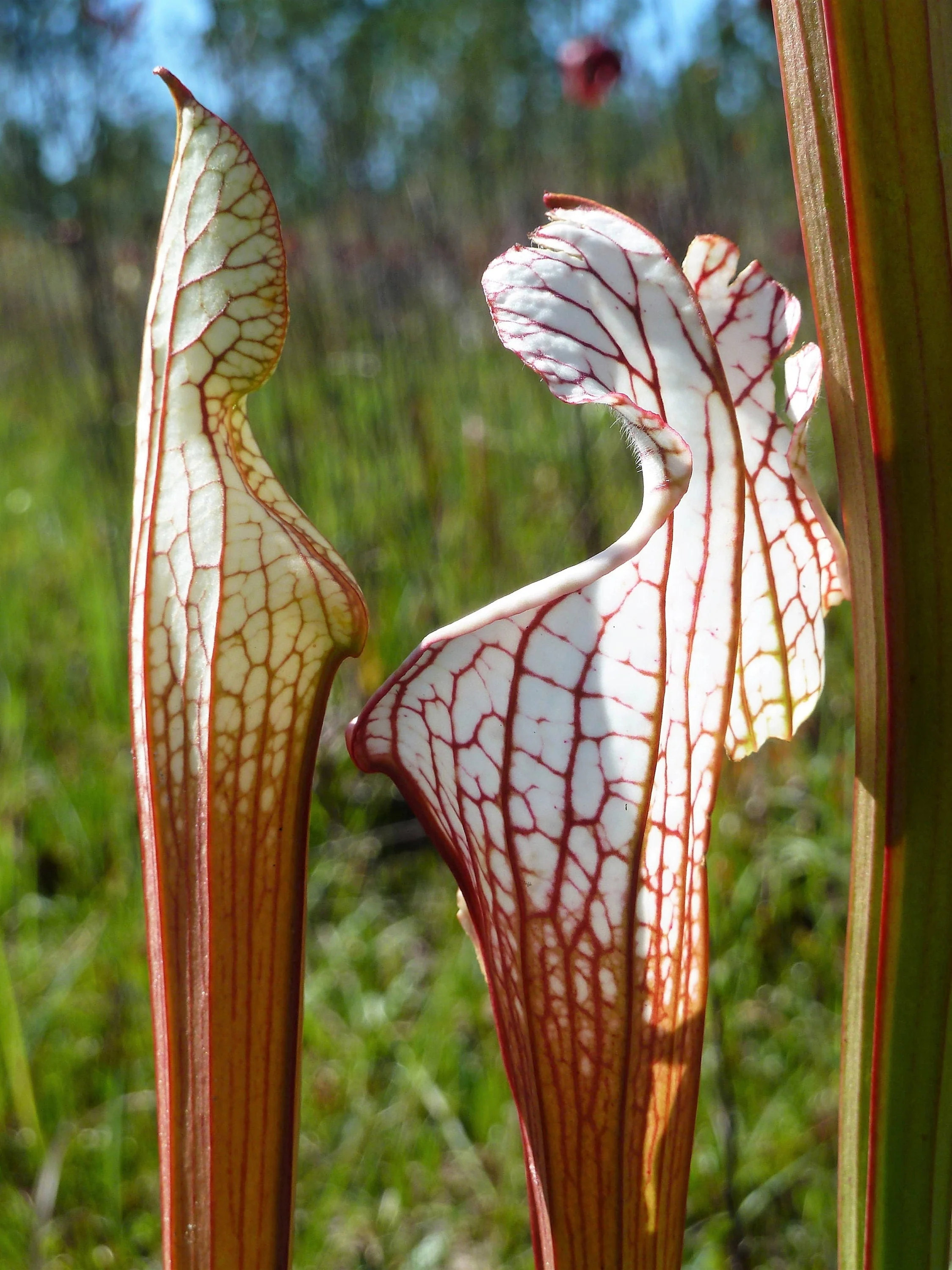 10 MIXED PITCHER PLANT Sarracenia Carnivorous Red Purple Yellow White Flower Seeds - Image 10