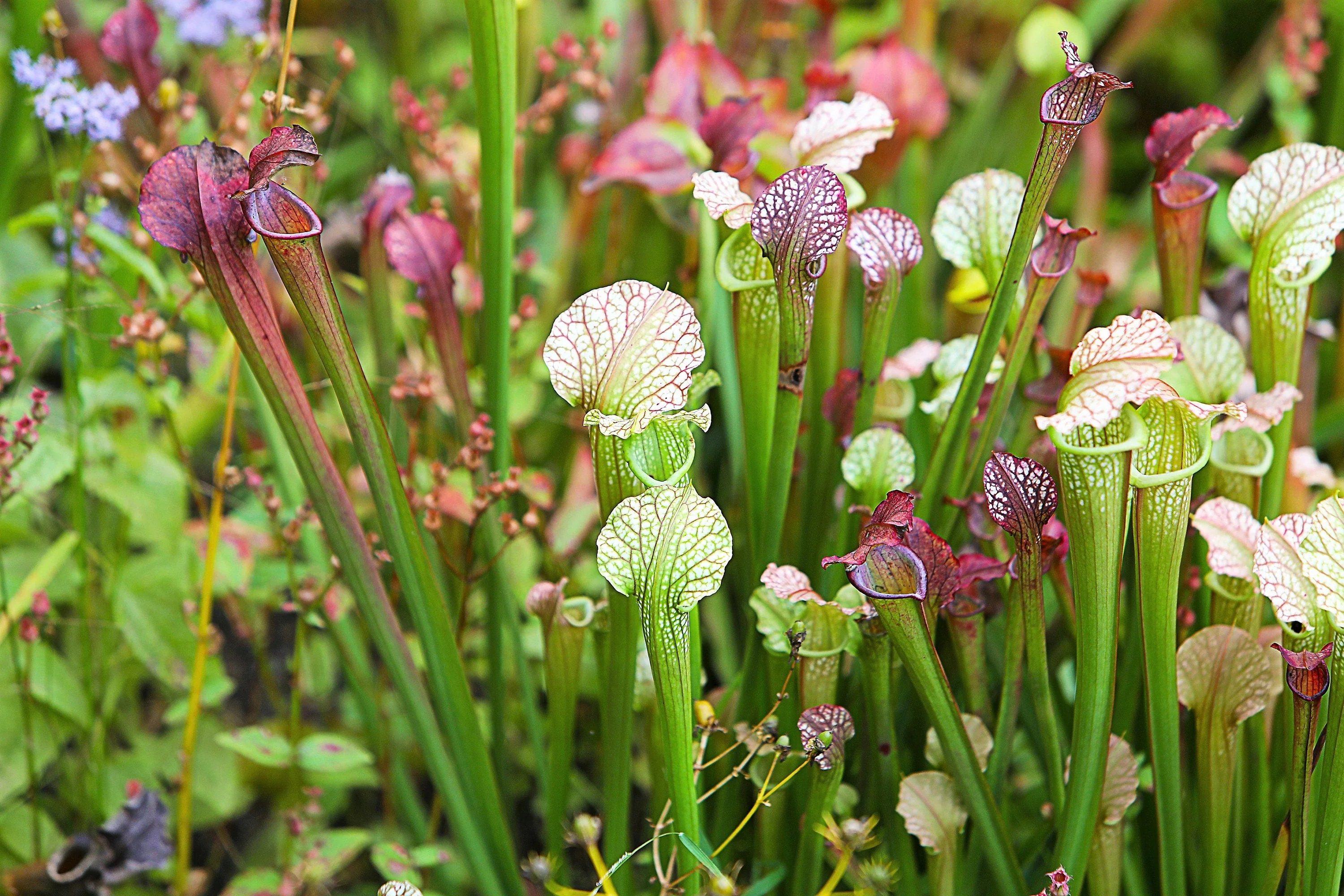 10 MIXED PITCHER PLANT Sarracenia Carnivorous Red Purple Yellow White Flower Seeds - Image 3