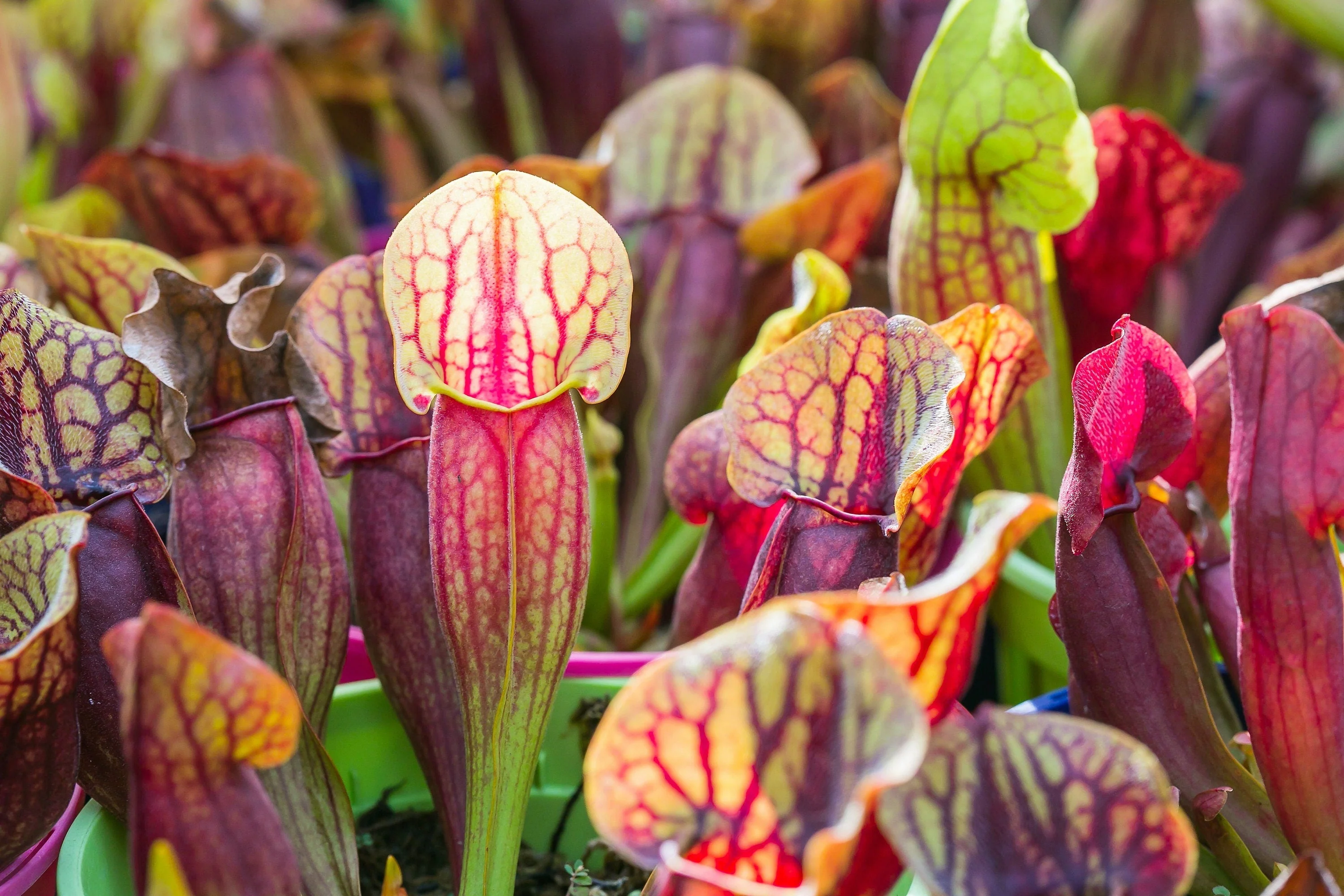 10 MIXED PITCHER PLANT Sarracenia Carnivorous Red Purple Yellow White Flower Seeds - Image 4