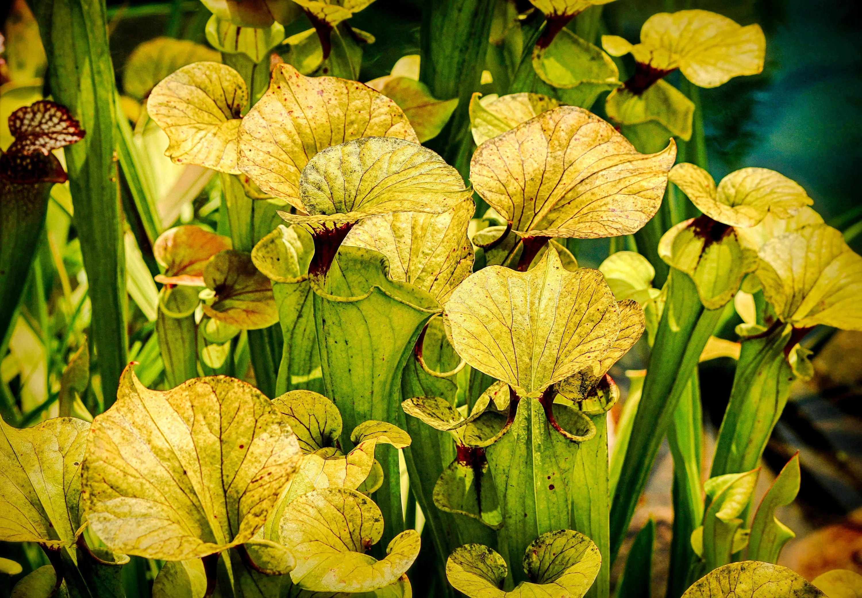 10 MIXED PITCHER PLANT Sarracenia Carnivorous Red Purple Yellow White Flower Seeds - Image 5