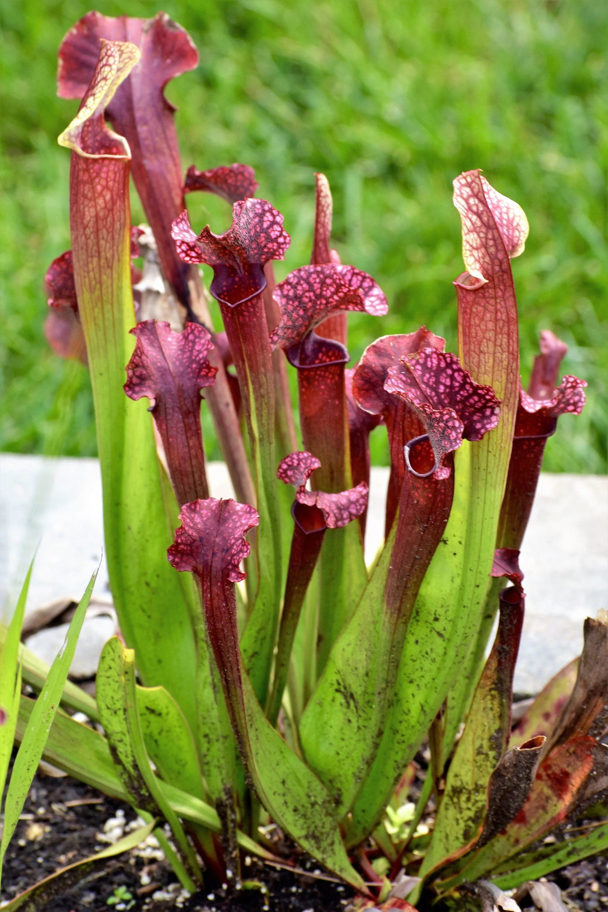 10 MIXED PITCHER PLANT Sarracenia Carnivorous Red Purple Yellow White Flower Seeds - Image 6