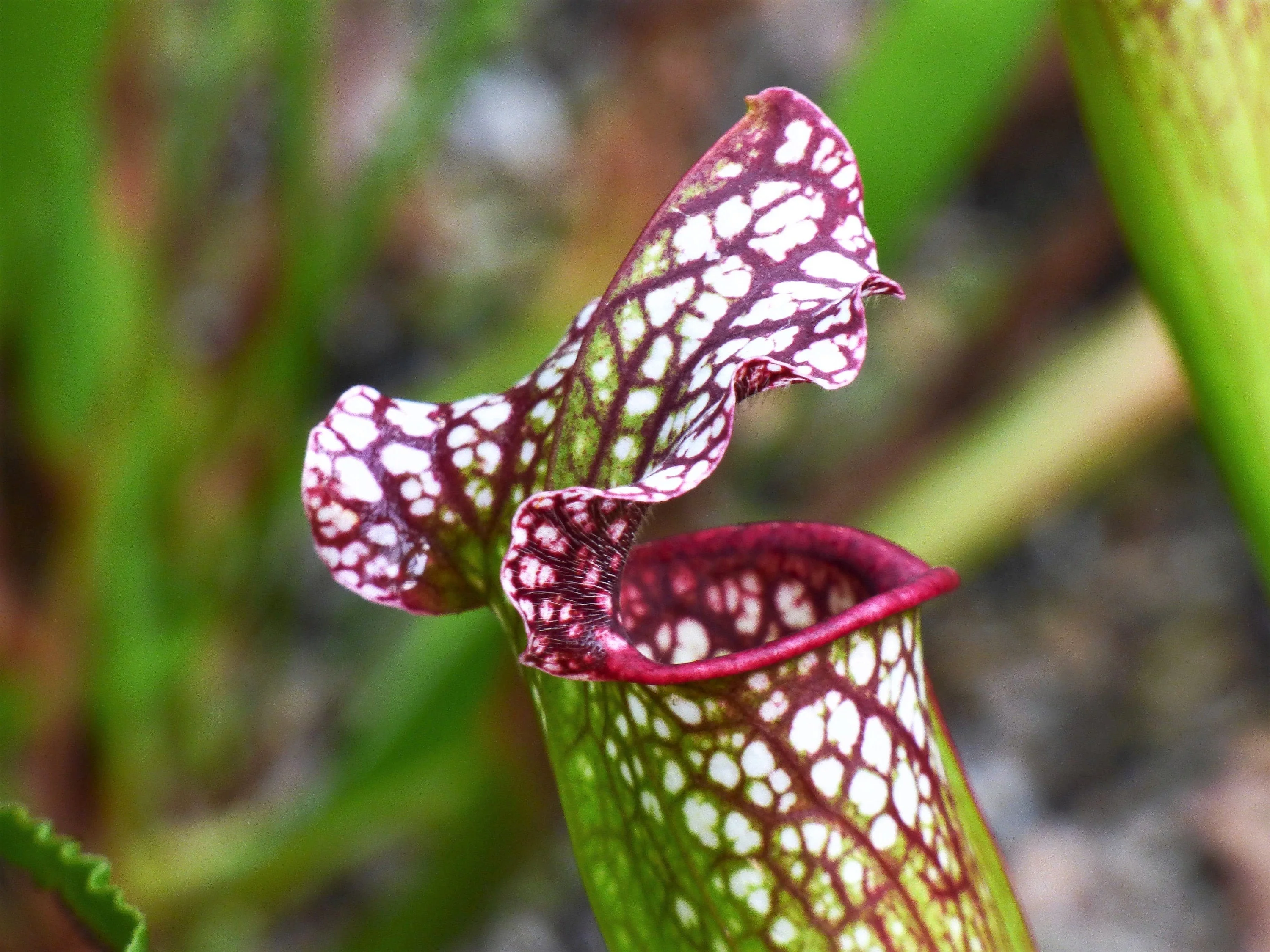 10 MIXED PITCHER PLANT Sarracenia Carnivorous Red Purple Yellow White Flower Seeds - Image 7