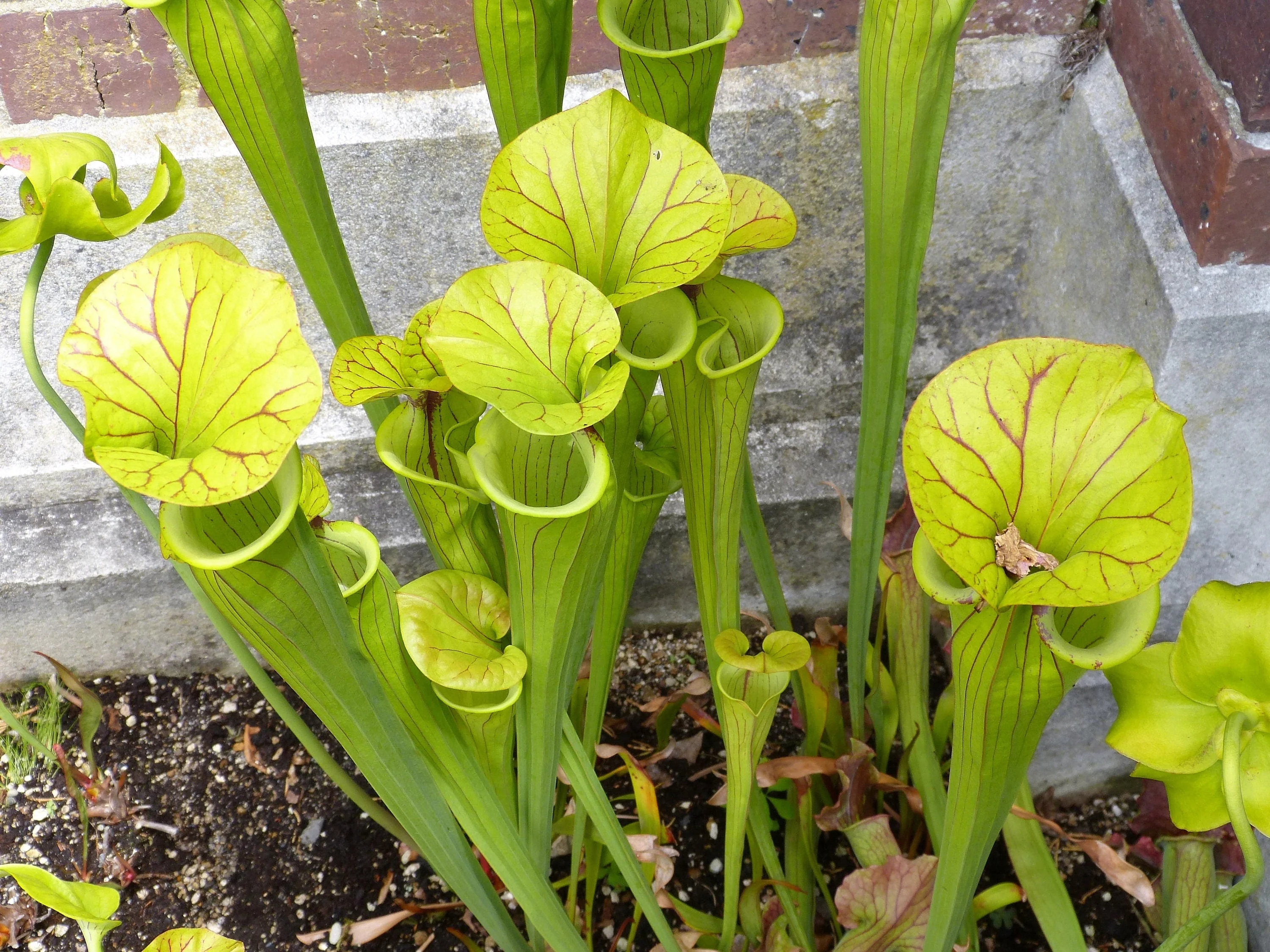 10 MIXED PITCHER PLANT Sarracenia Carnivorous Red Purple Yellow White Flower Seeds - Image 8