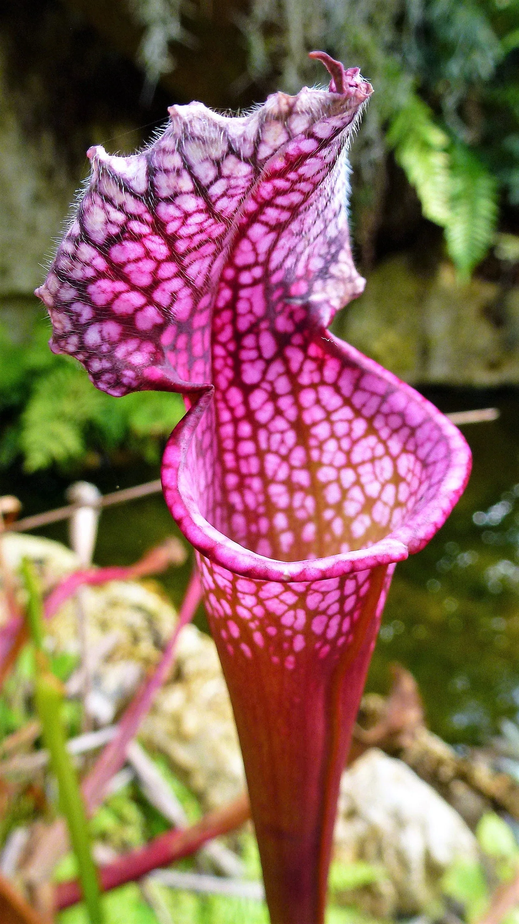10 MIXED PITCHER PLANT Sarracenia Carnivorous Red Purple Yellow White Flower Seeds - Image 9