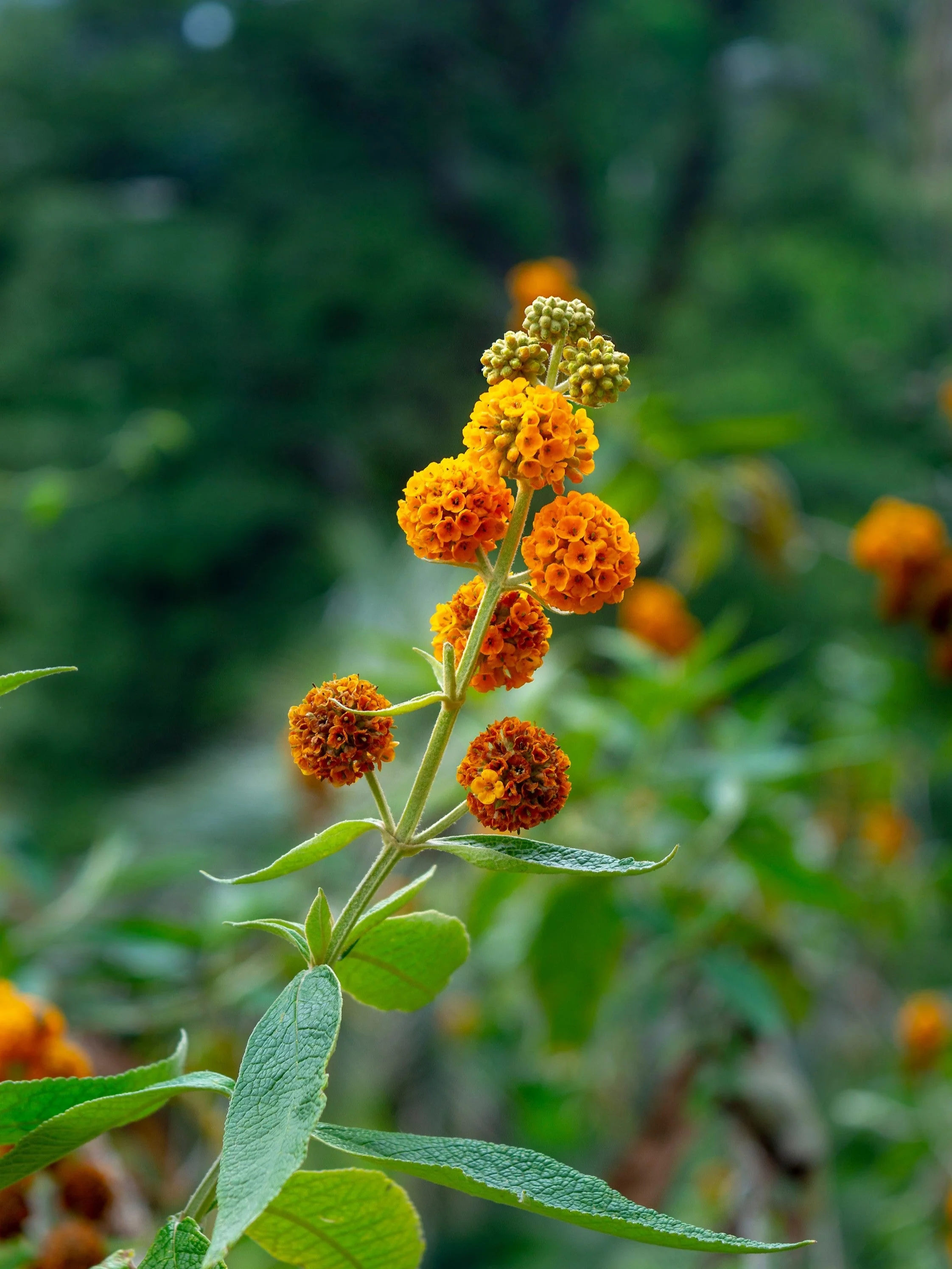 10 ORANGE BALL TREE / Golden Butterfly Bush Buddleja Globosa Shrub Flower Seeds - Image 10