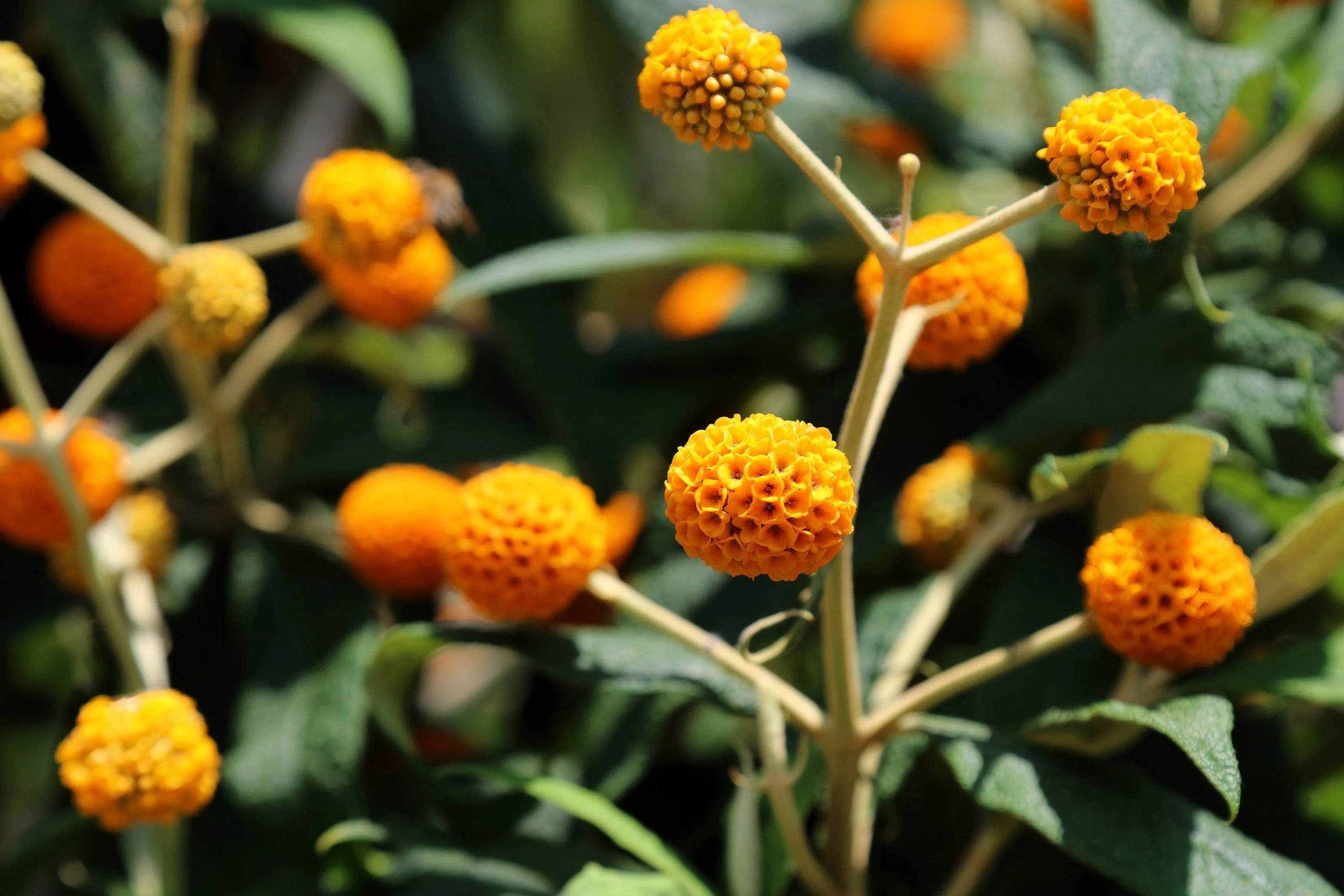 10 ORANGE BALL TREE / Golden Butterfly Bush Buddleja Globosa Shrub Flower Seeds - Image 2