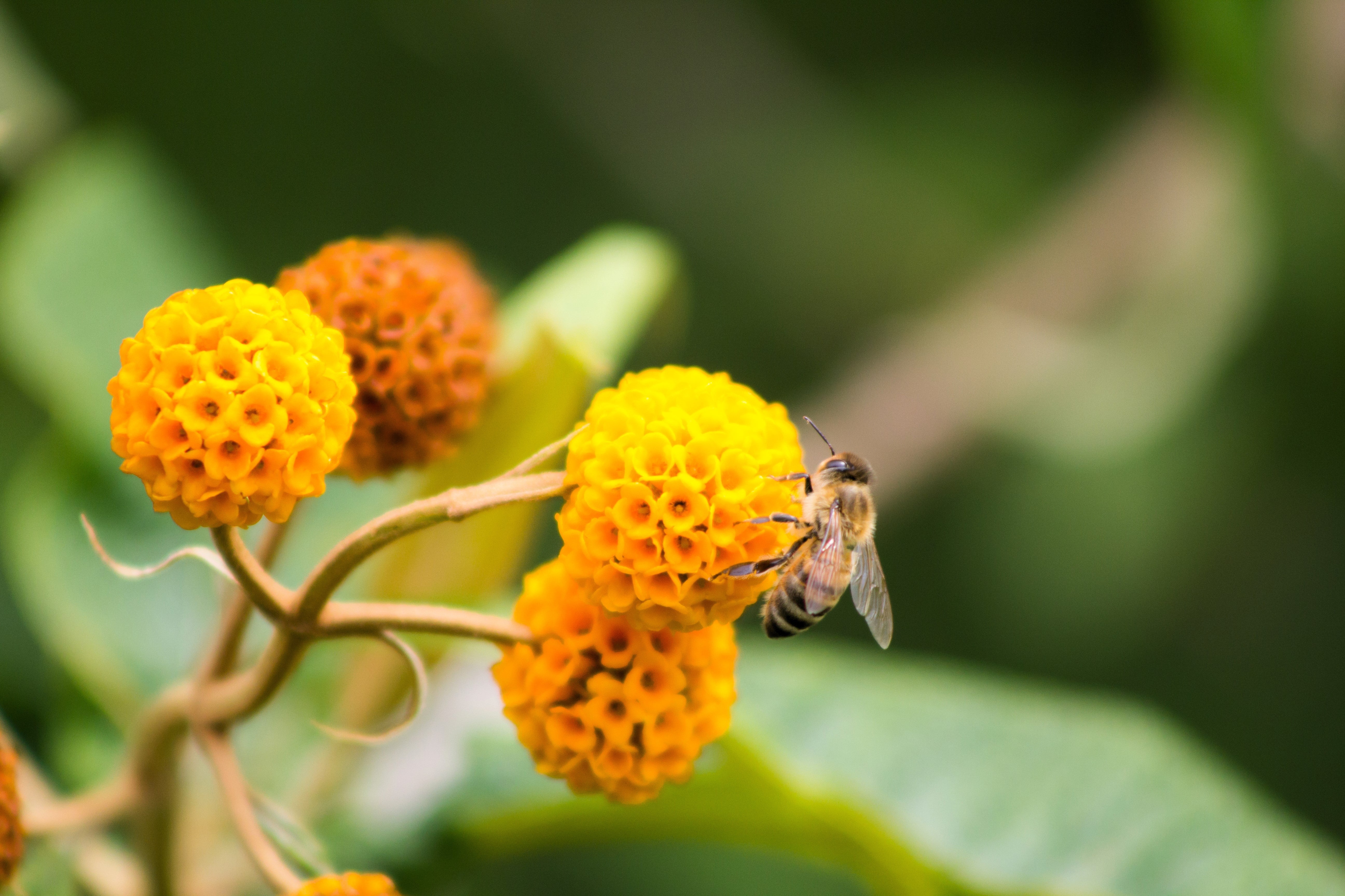 10 ORANGE BALL TREE / Golden Butterfly Bush Buddleja Globosa Shrub Flower Seeds - Image 3