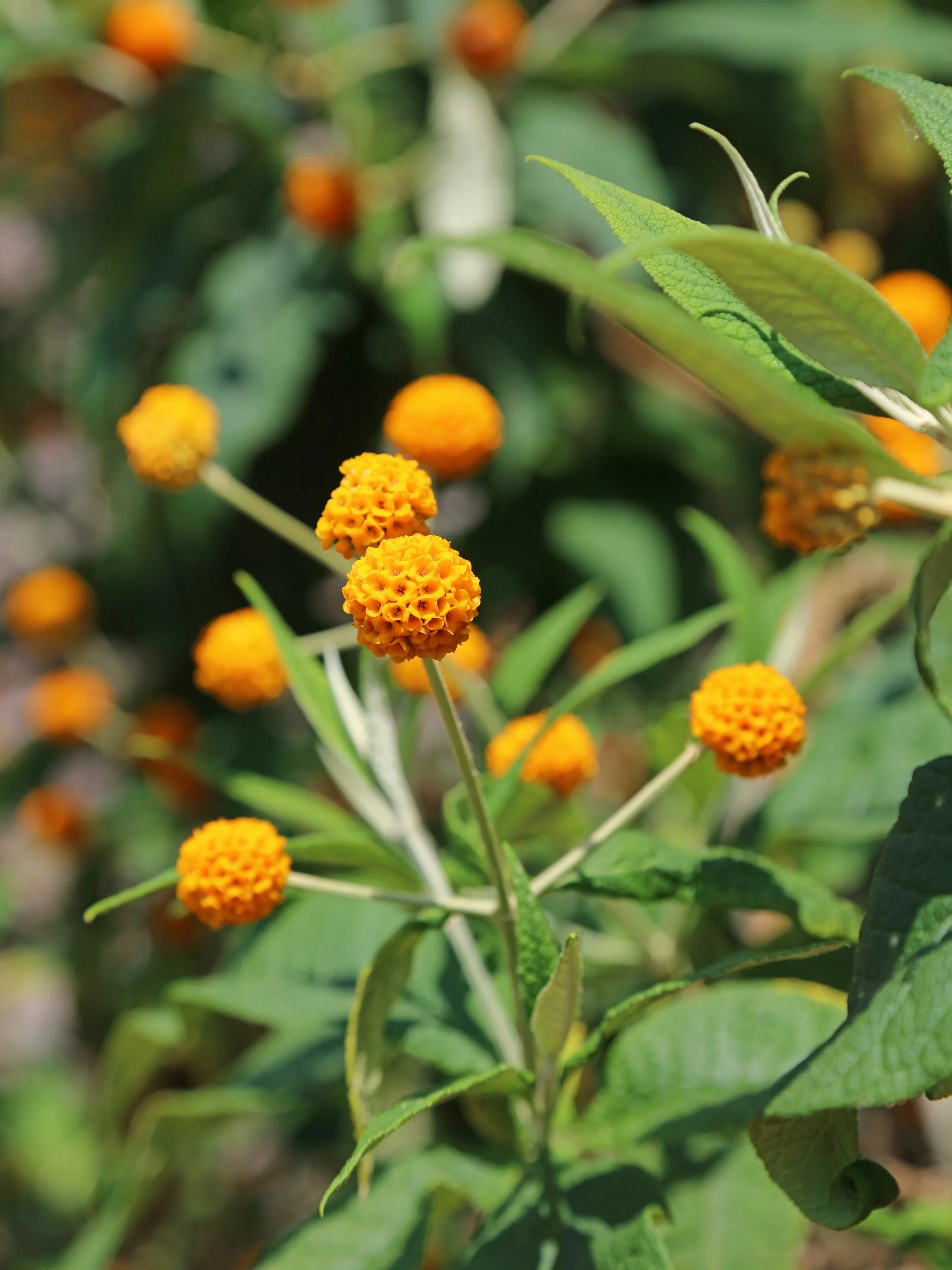 10 ORANGE BALL TREE / Golden Butterfly Bush Buddleja Globosa Shrub Flower Seeds - Image 4