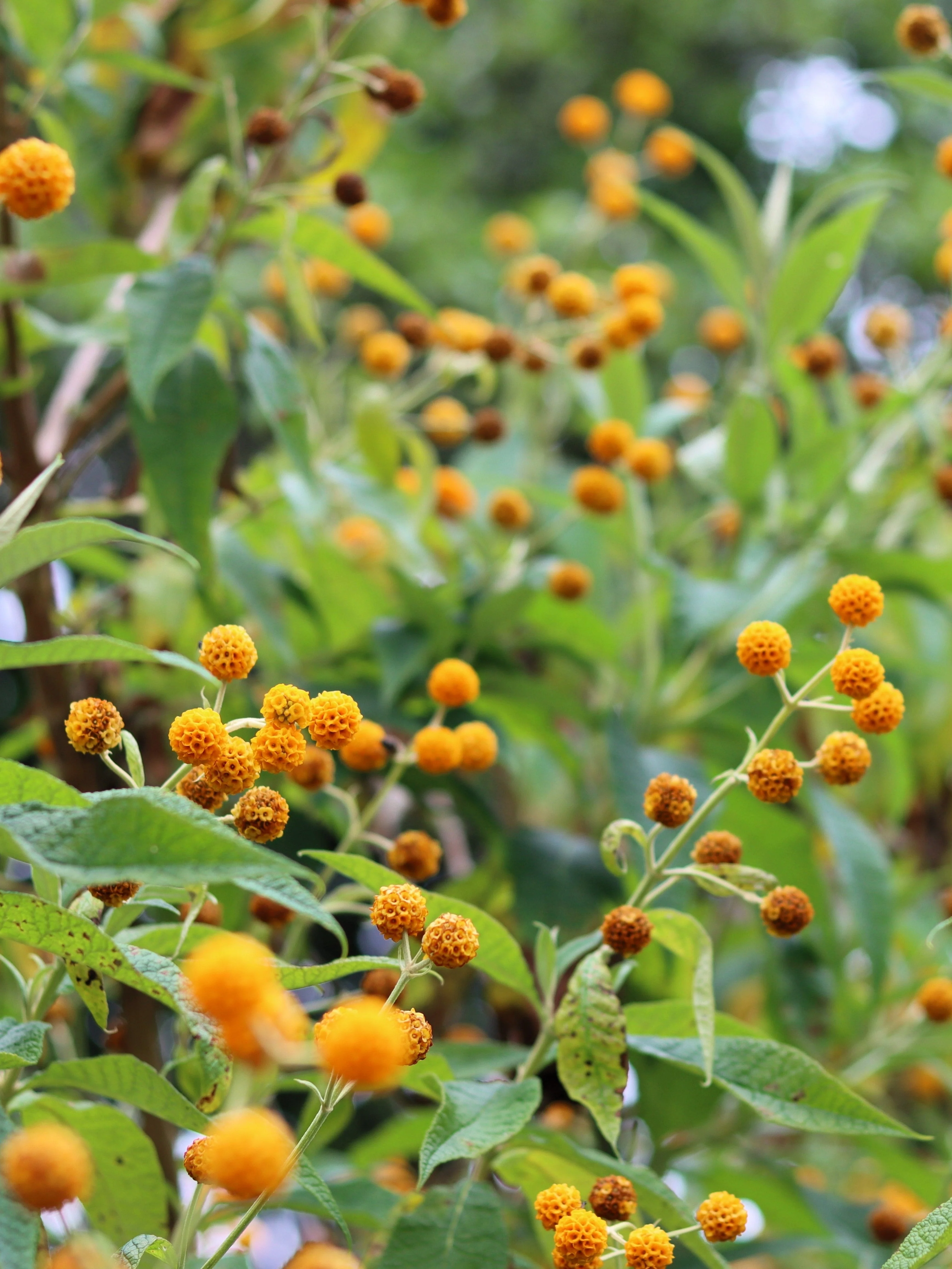 10 ORANGE BALL TREE / Golden Butterfly Bush Buddleja Globosa Shrub Flower Seeds - Image 5