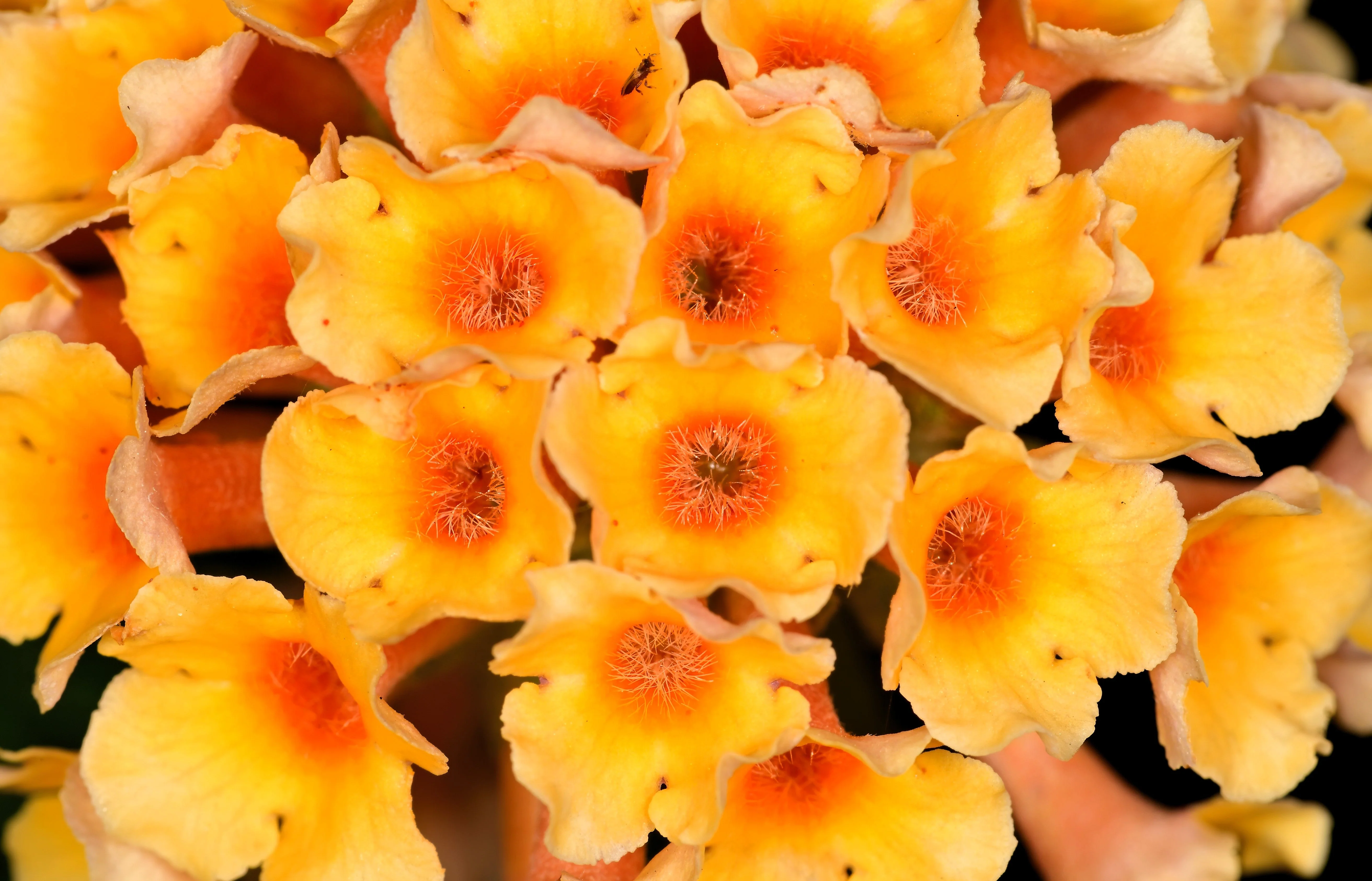 10 ORANGE BALL TREE / Golden Butterfly Bush Buddleja Globosa Shrub Flower Seeds - Image 6