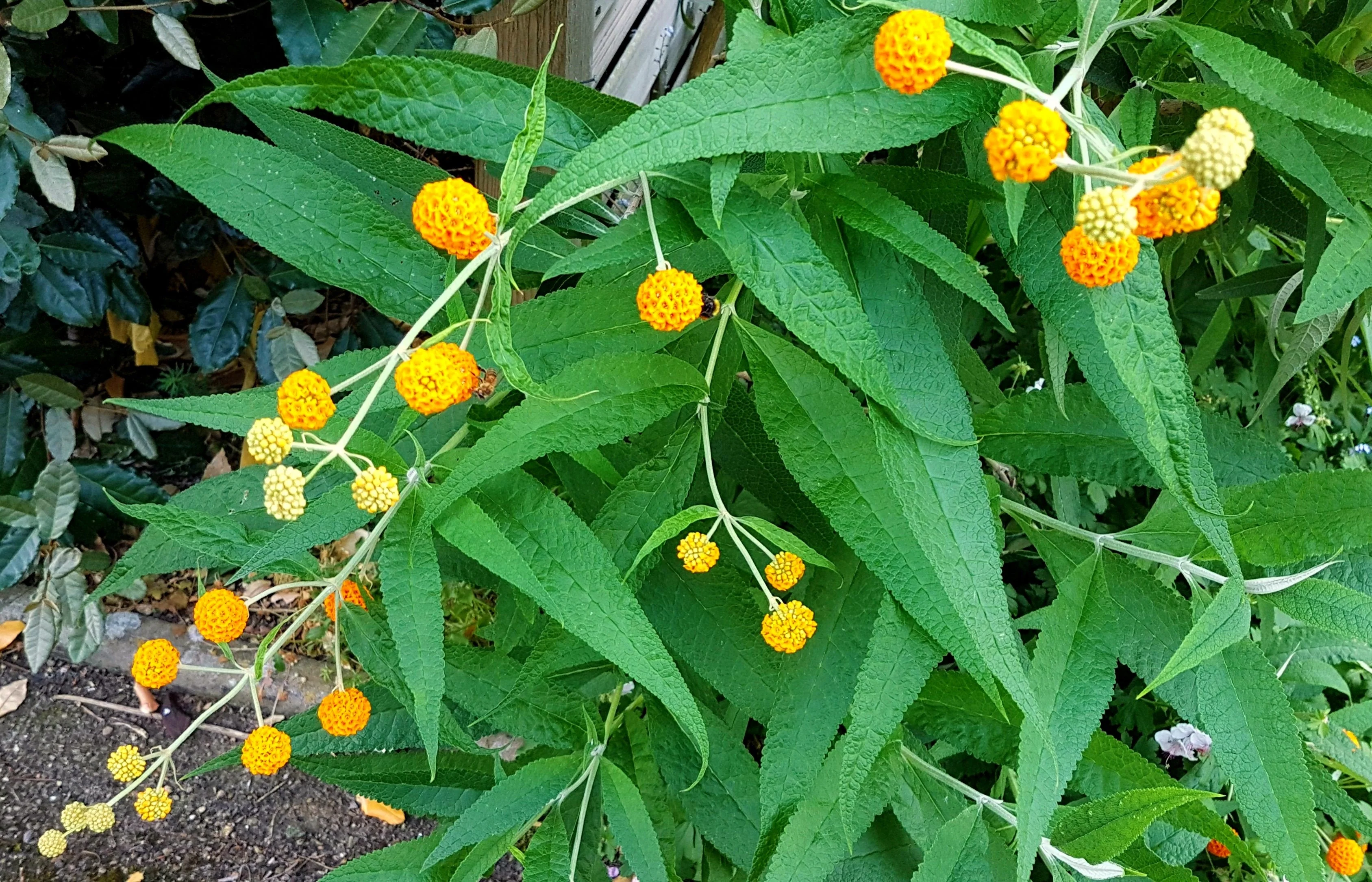 10 ORANGE BALL TREE / Golden Butterfly Bush Buddleja Globosa Shrub Flower Seeds - Image 7