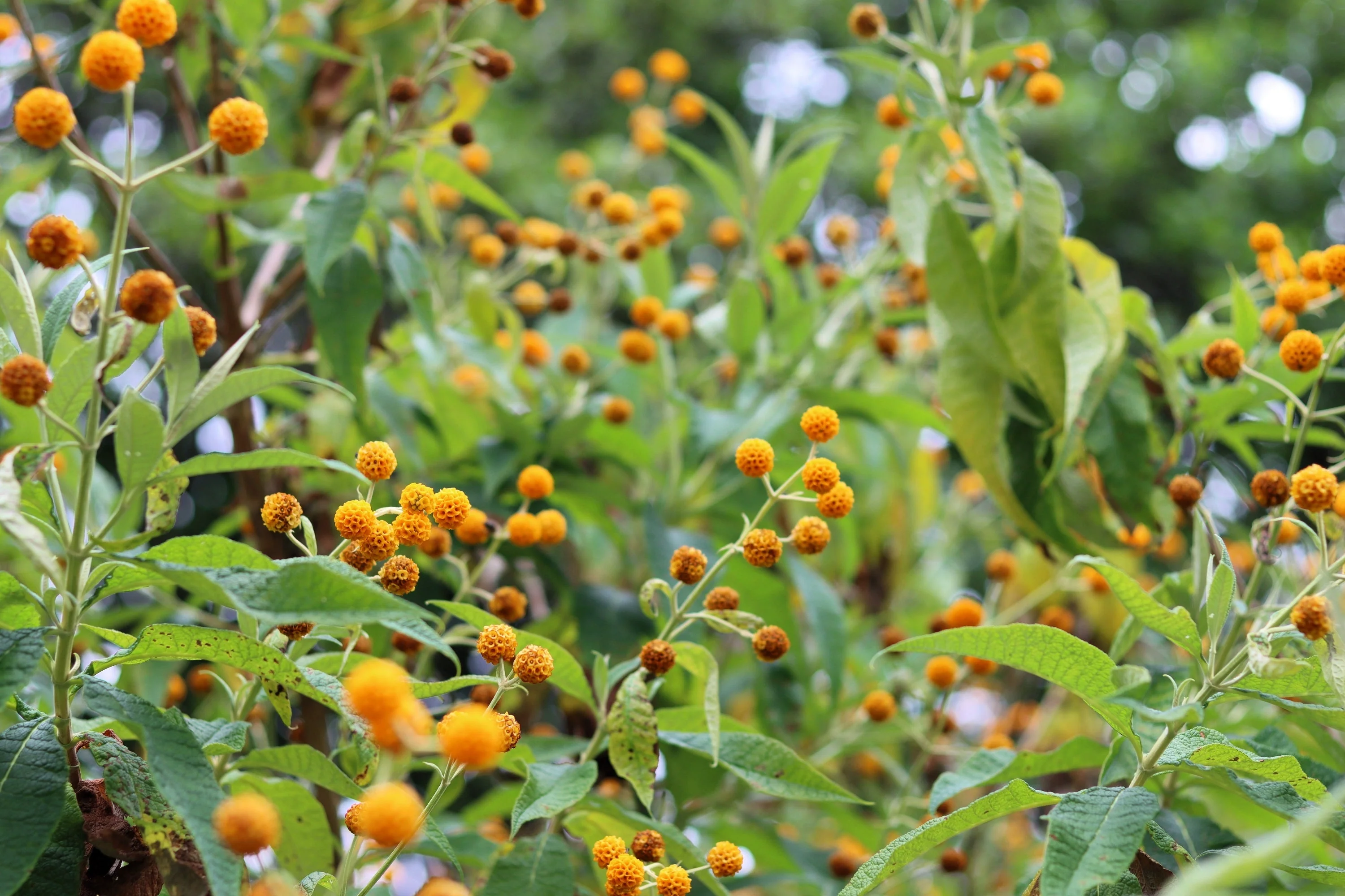 10 ORANGE BALL TREE / Golden Butterfly Bush Buddleja Globosa Shrub Flower Seeds - Image 8