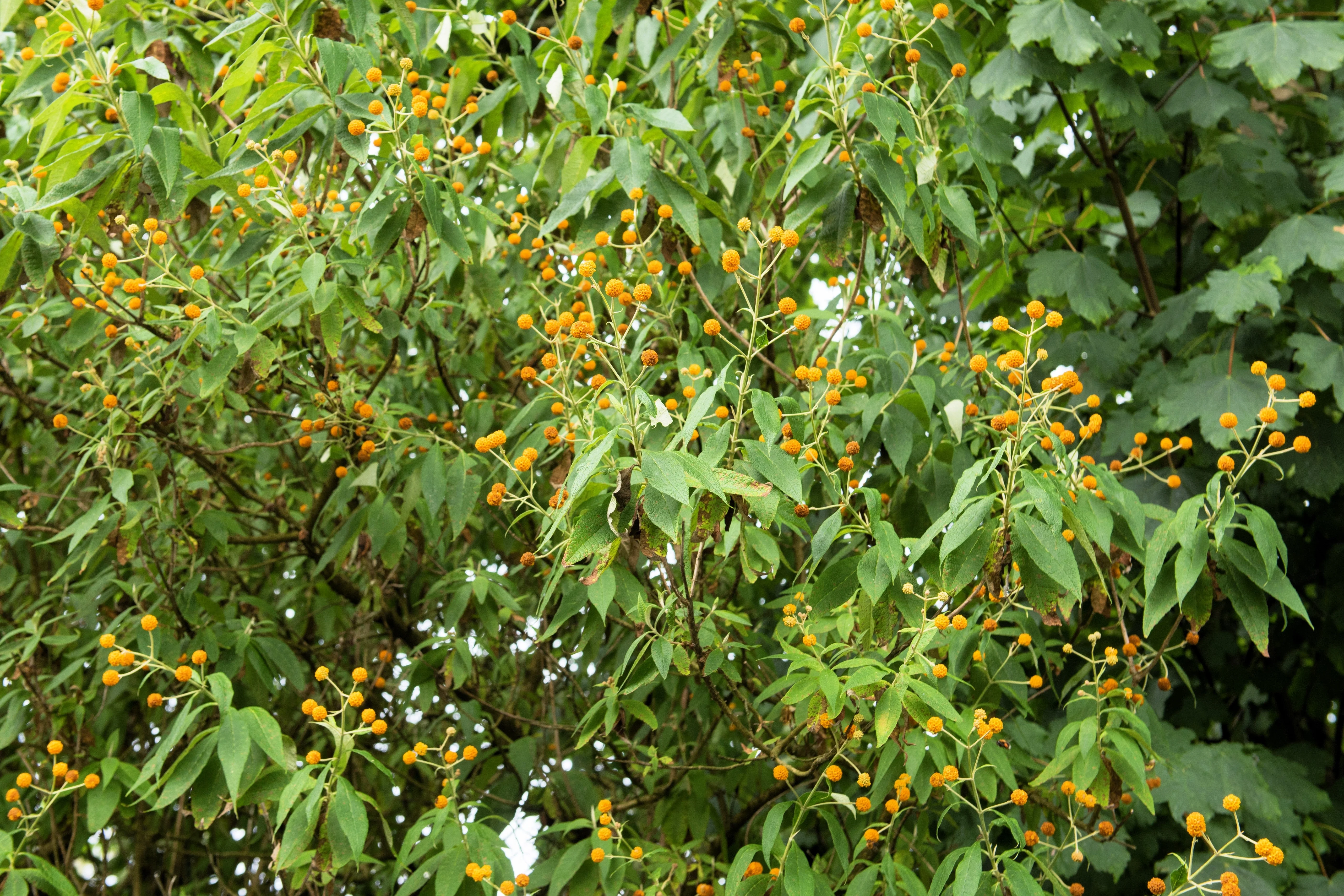 10 ORANGE BALL TREE / Golden Butterfly Bush Buddleja Globosa Shrub Flower Seeds - Image 9