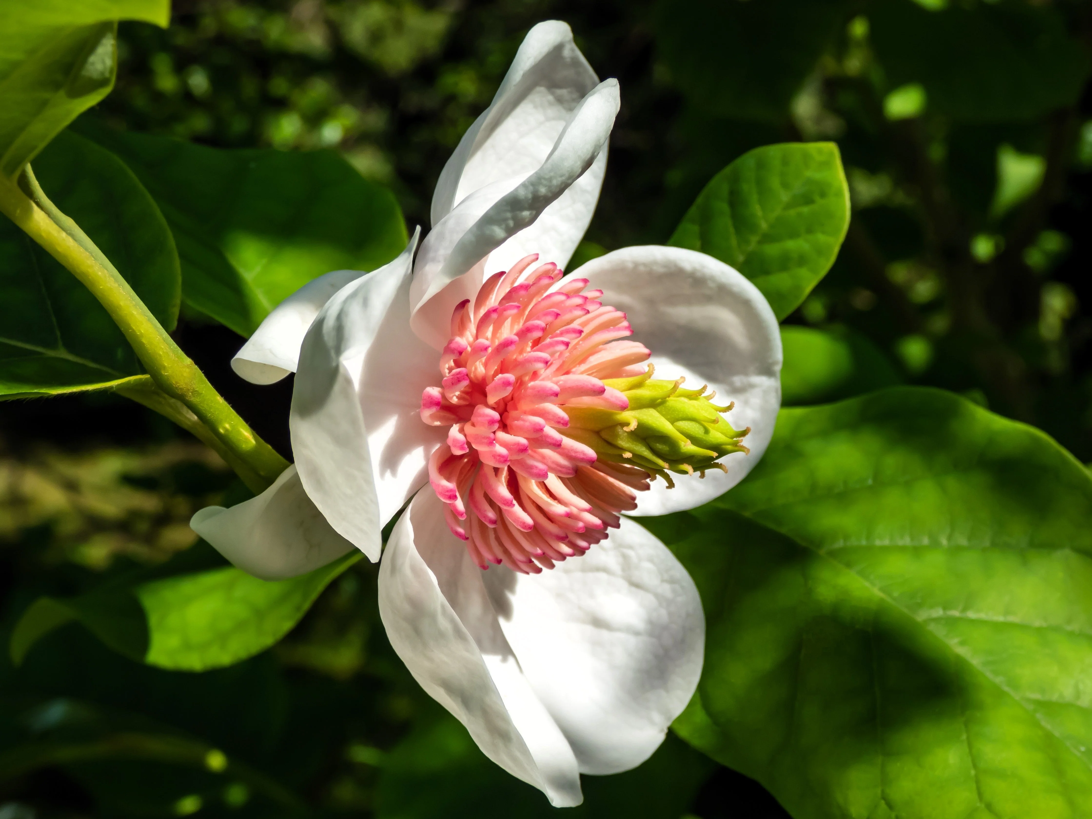 10 OYAMA MAGNOLIA TREE White Pink Flower Pink Pod Sieboldii Siebolds Shrub Seeds - Image 10