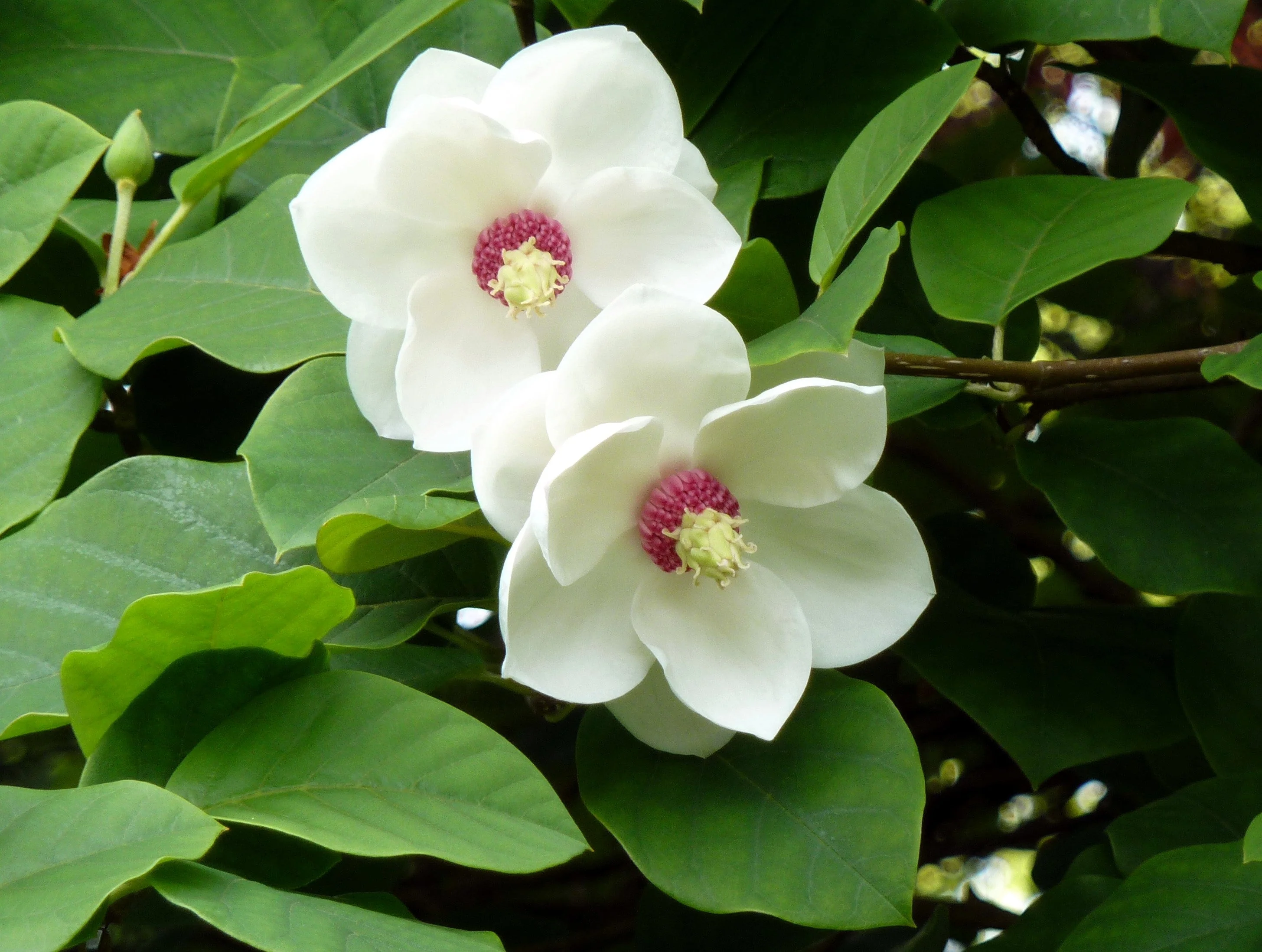 10 OYAMA MAGNOLIA TREE White Pink Flower Pink Pod Sieboldii Siebolds Shrub Seeds - Image 2