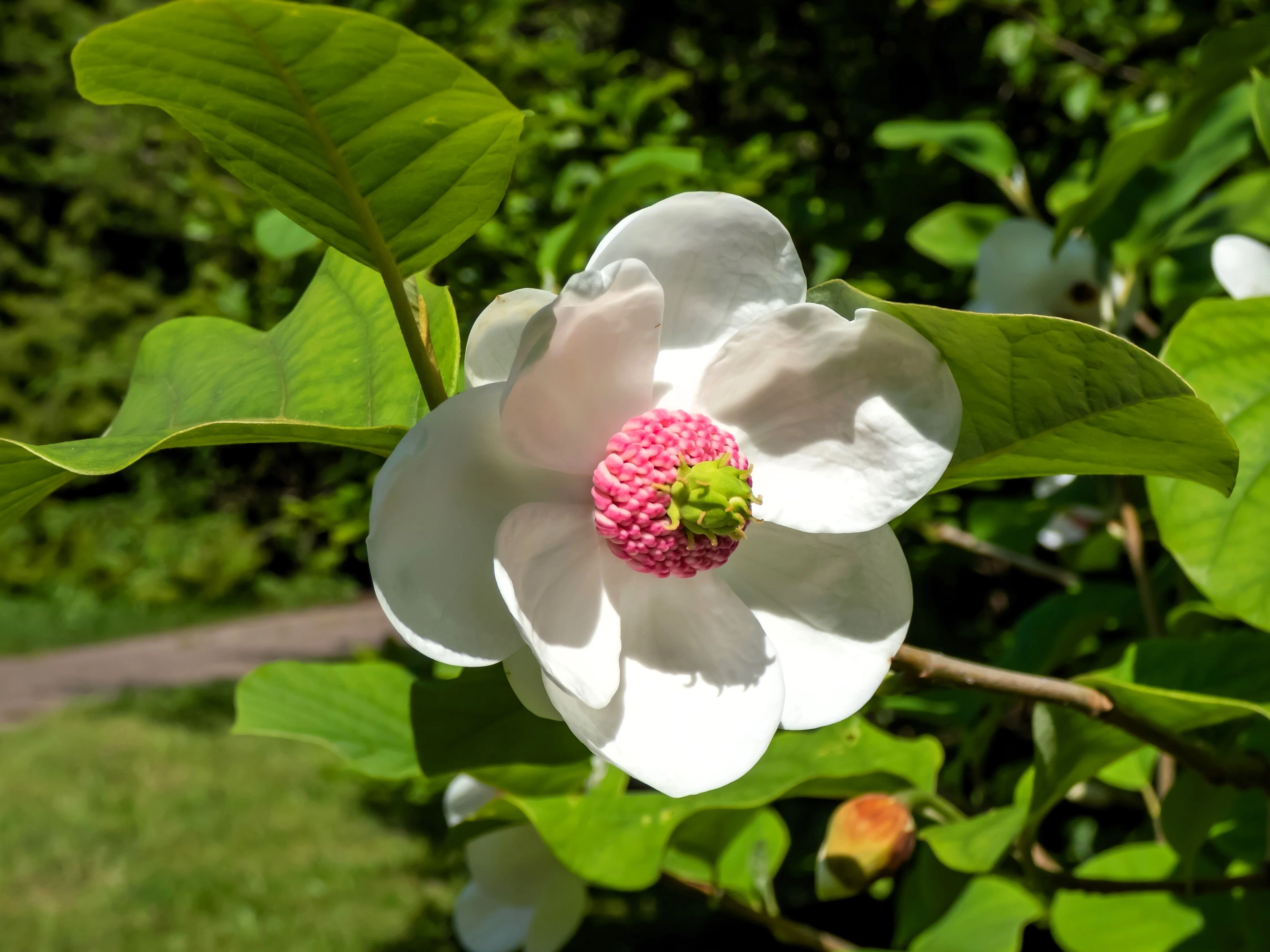 10 OYAMA MAGNOLIA TREE White Pink Flower Pink Pod Sieboldii Siebolds Shrub Seeds - Image 3