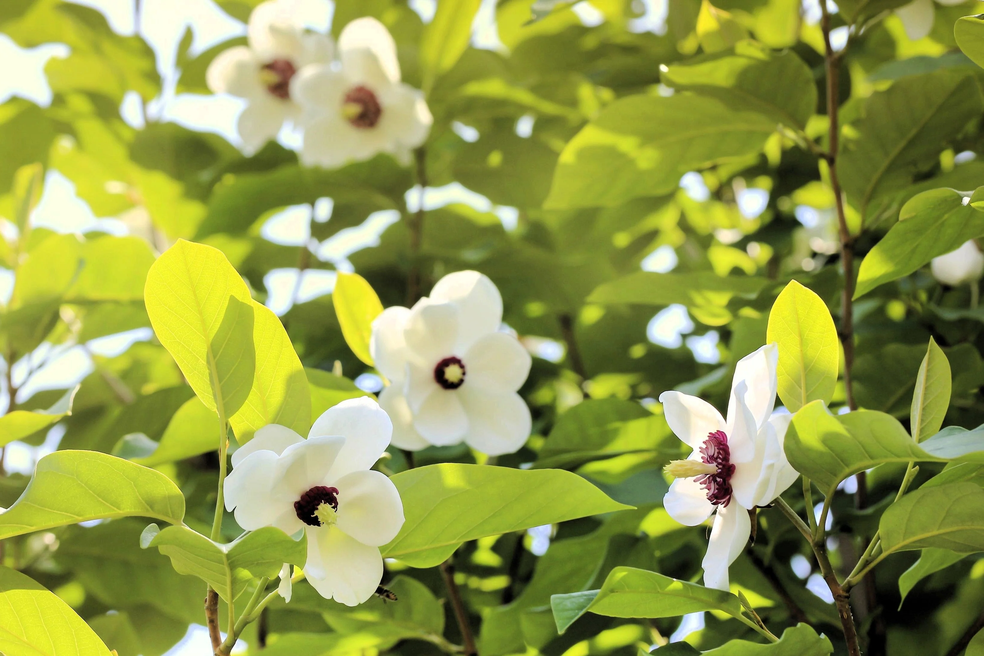 10 OYAMA MAGNOLIA TREE White Pink Flower Pink Pod Sieboldii Siebolds Shrub Seeds - Image 4