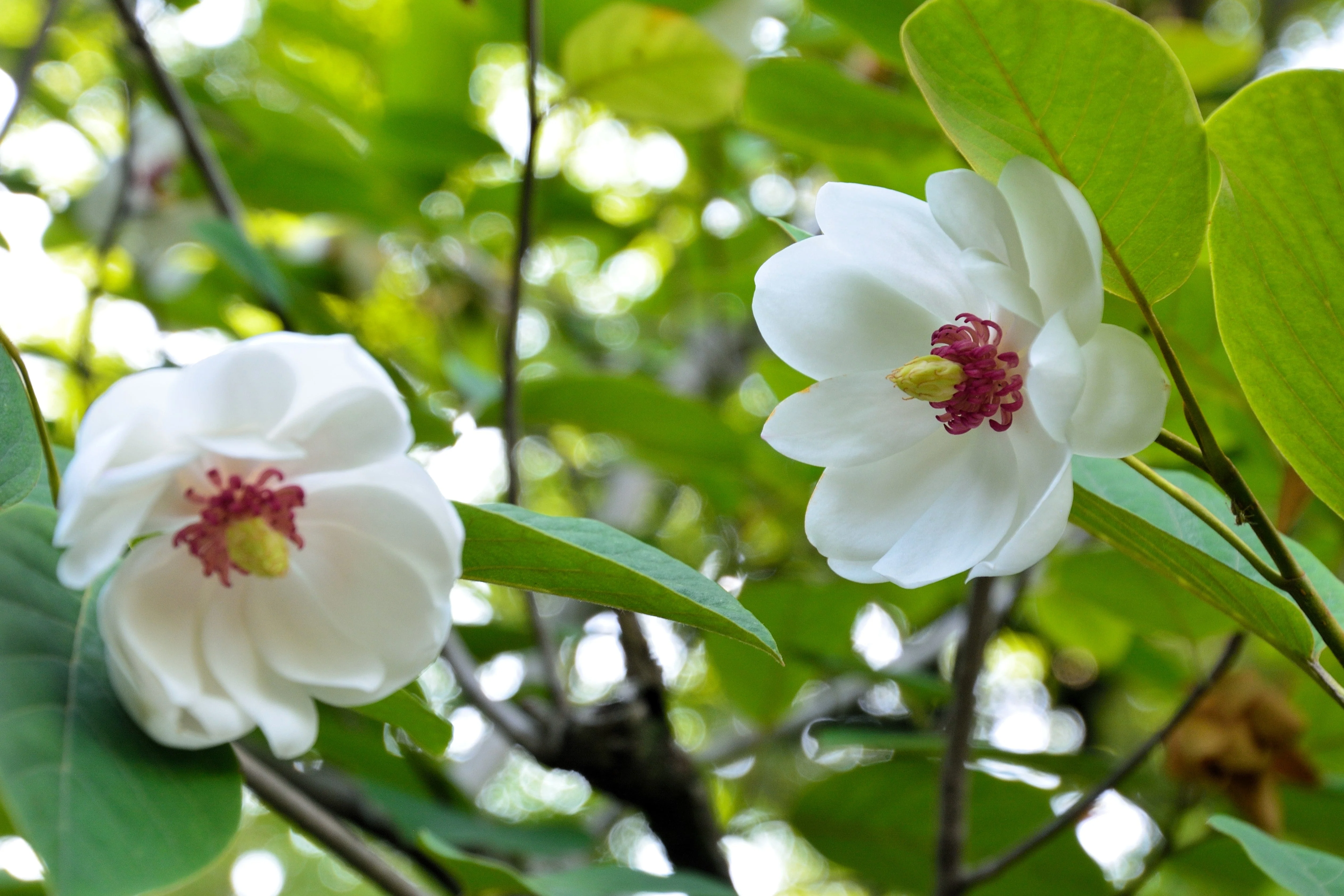 10 OYAMA MAGNOLIA TREE White Pink Flower Pink Pod Sieboldii Siebolds Shrub Seeds - Image 5