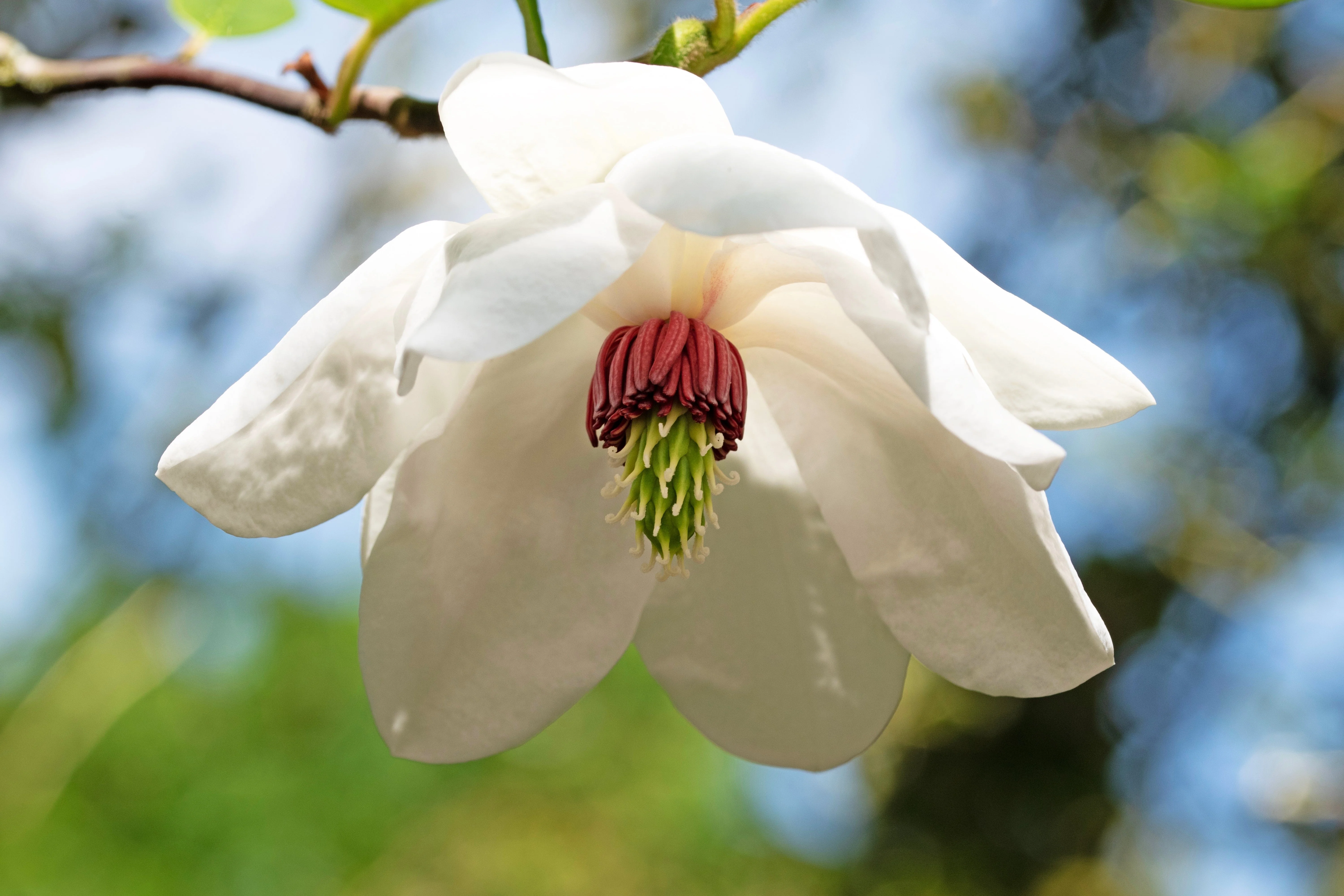 10 OYAMA MAGNOLIA TREE White Pink Flower Pink Pod Sieboldii Siebolds Shrub Seeds - Image 6