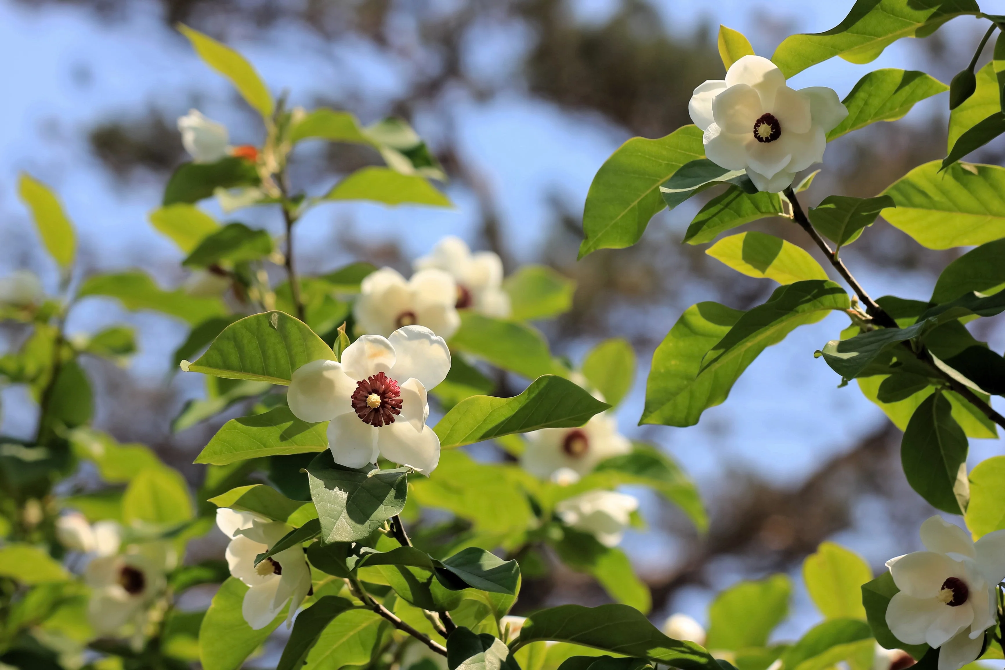 10 OYAMA MAGNOLIA TREE White Pink Flower Pink Pod Sieboldii Siebolds Shrub Seeds - Image 7