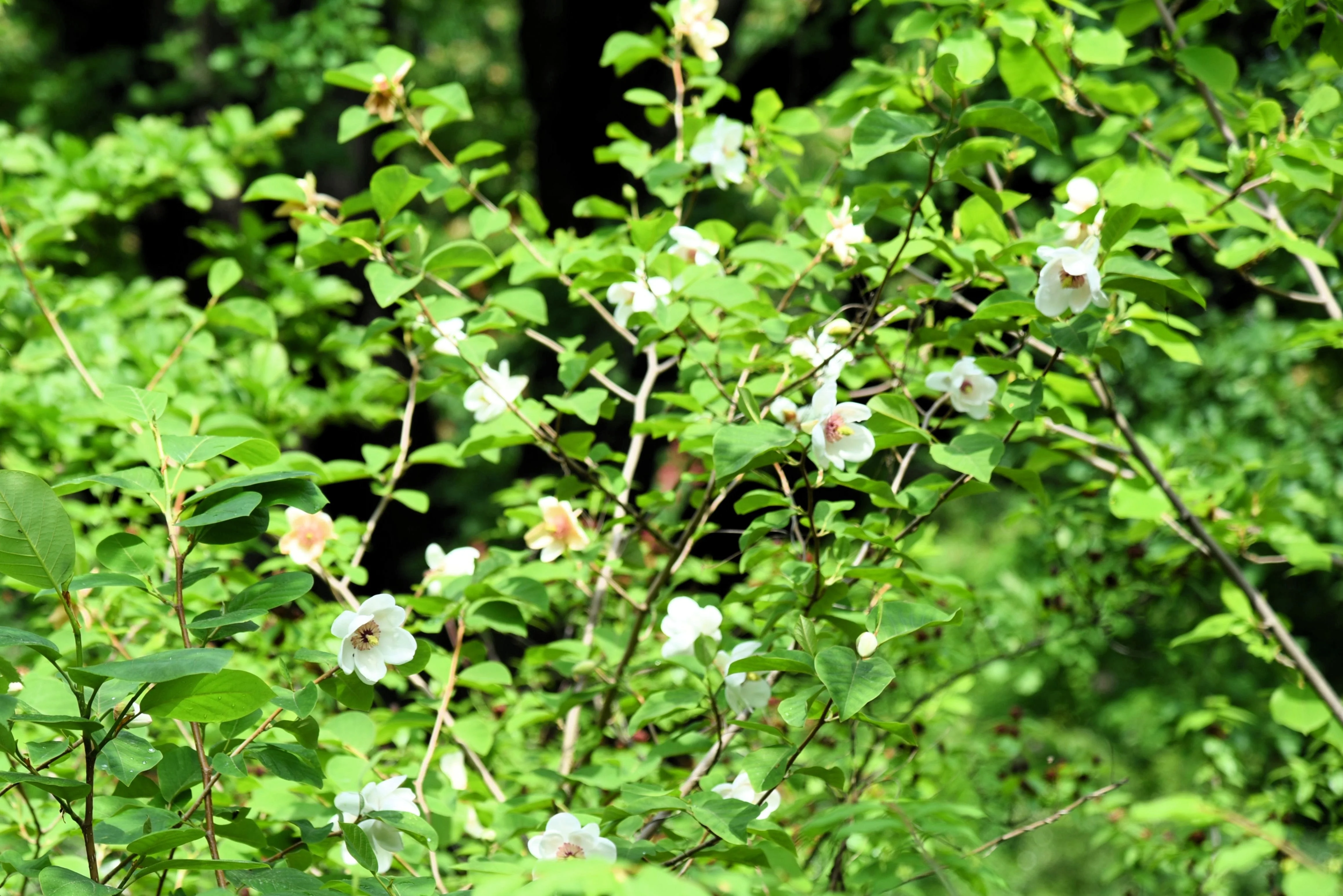 10 OYAMA MAGNOLIA TREE White Pink Flower Pink Pod Sieboldii Siebolds Shrub Seeds - Image 8