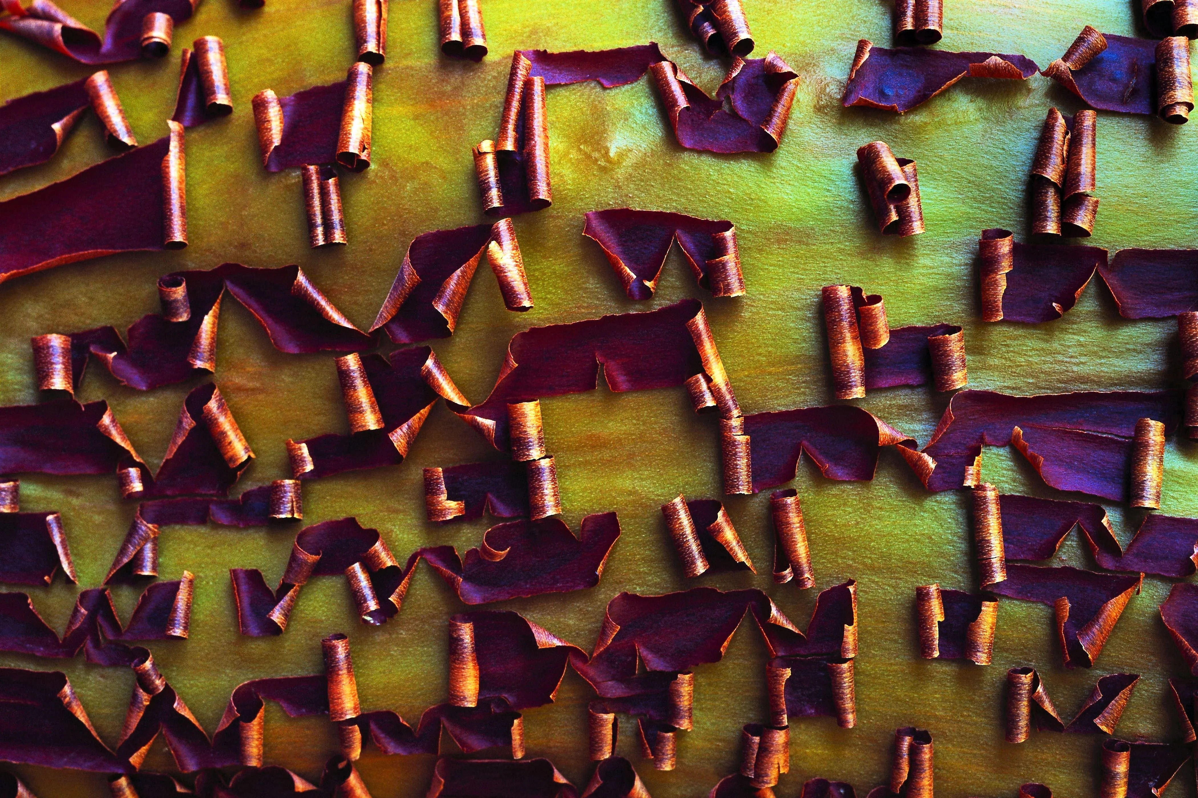 10 PACIFIC MADRONE TREE Bearberry Red Arbutus Menziesii Oregon Laurel Seeds - Image 10